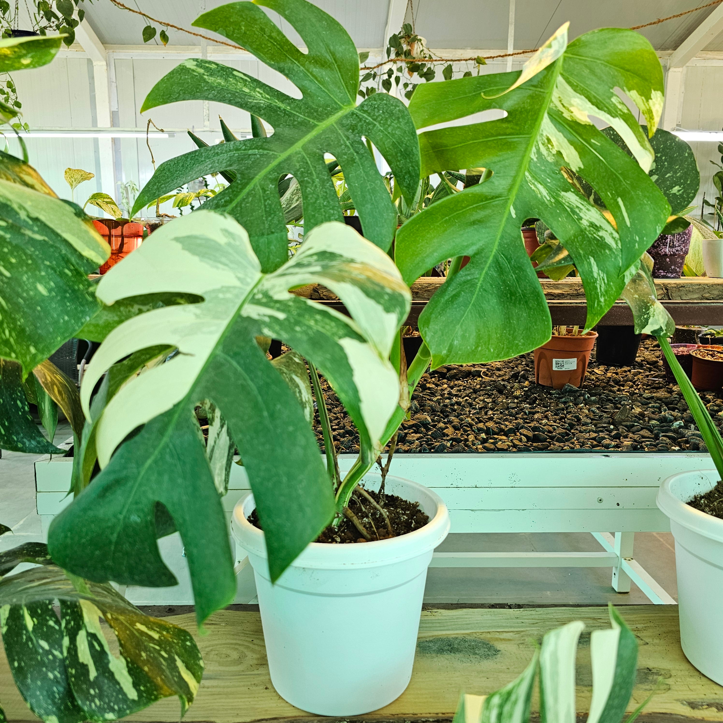 Monstera White Albo / Heavy Variegated / Swiss Cheese Plant