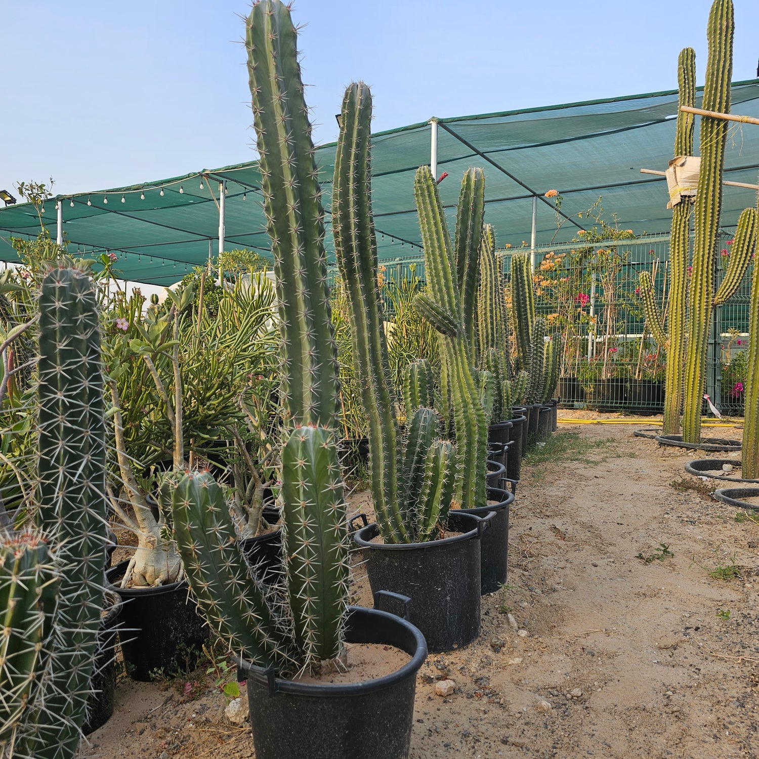 Cactus / Pachycerues Pringlei / Medium