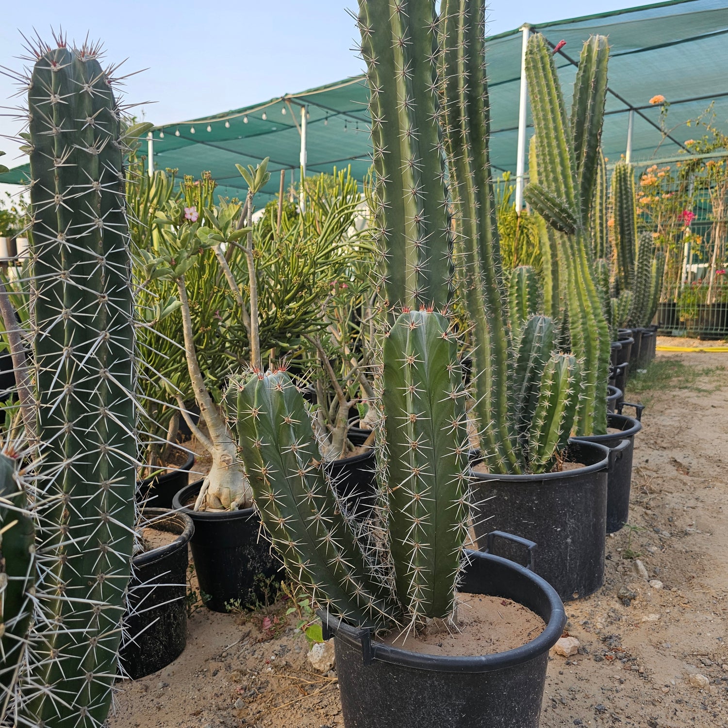 Cactus / Pachycerues Pringlei / Medium