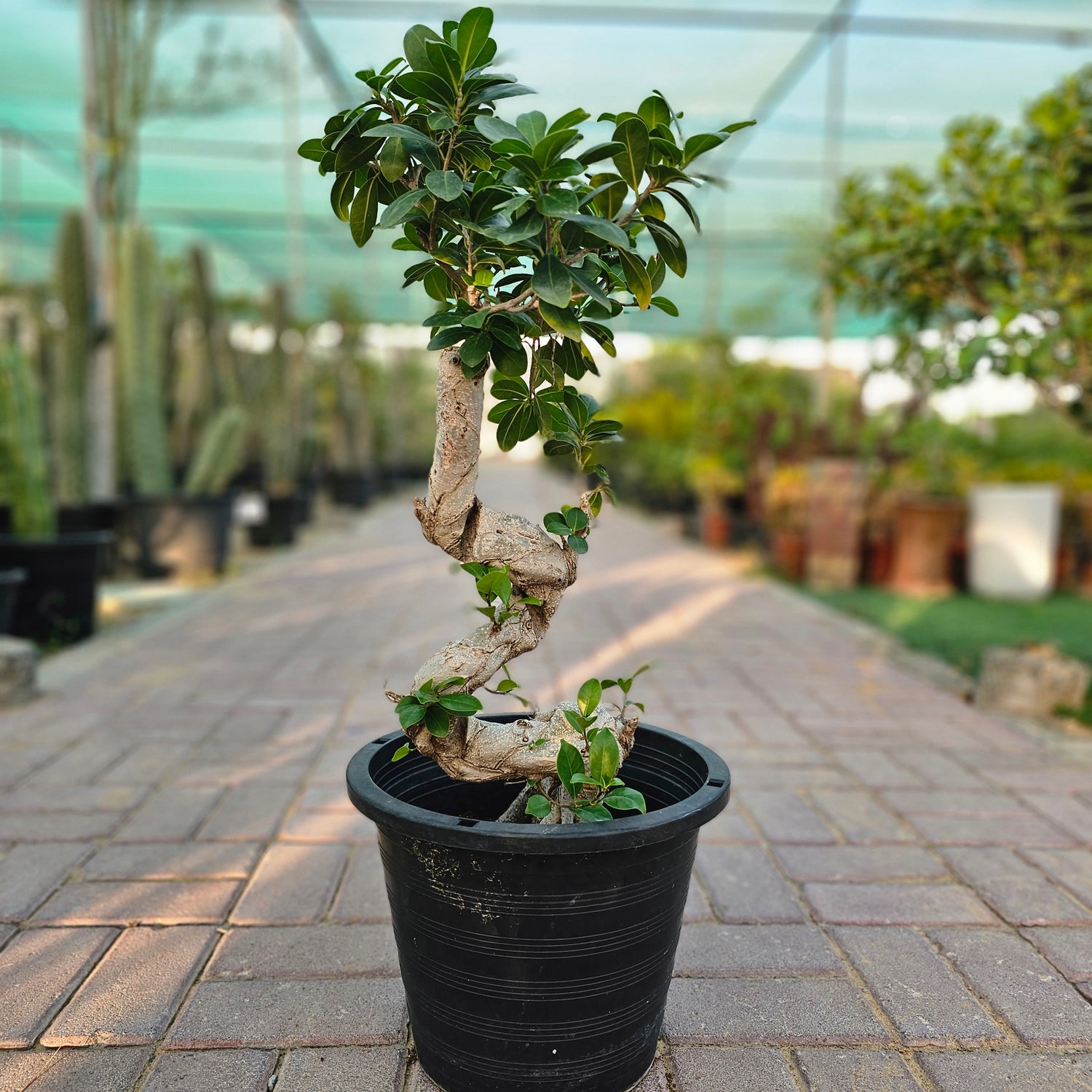 Ficus Bonsai / Microcarpa Bonsai S Shape / Ficus Retusa /Ginseng Ficus
