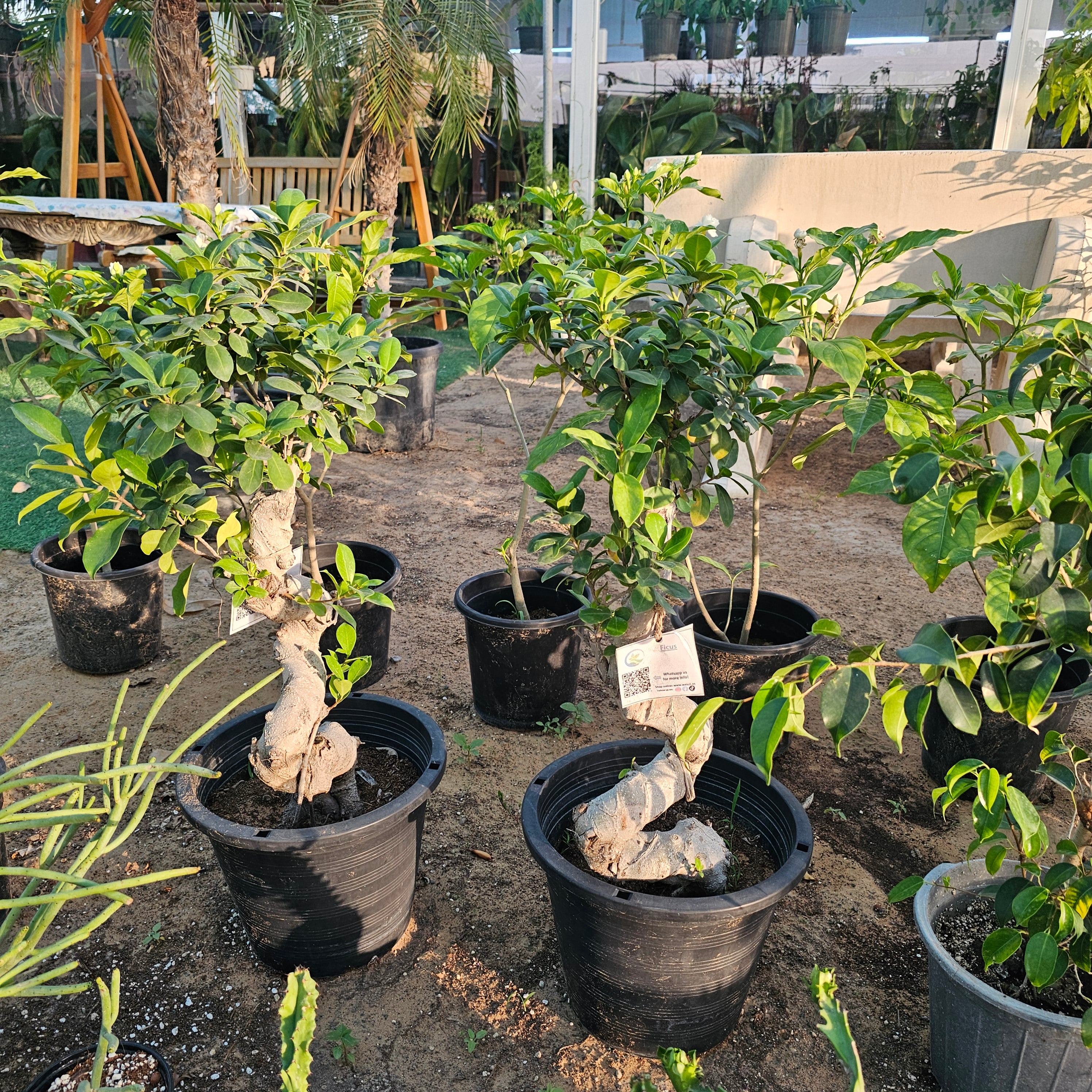 Ficus Bonsai / Microcarpa Bonsai S Shape / Ficus Retusa /Ginseng Ficus