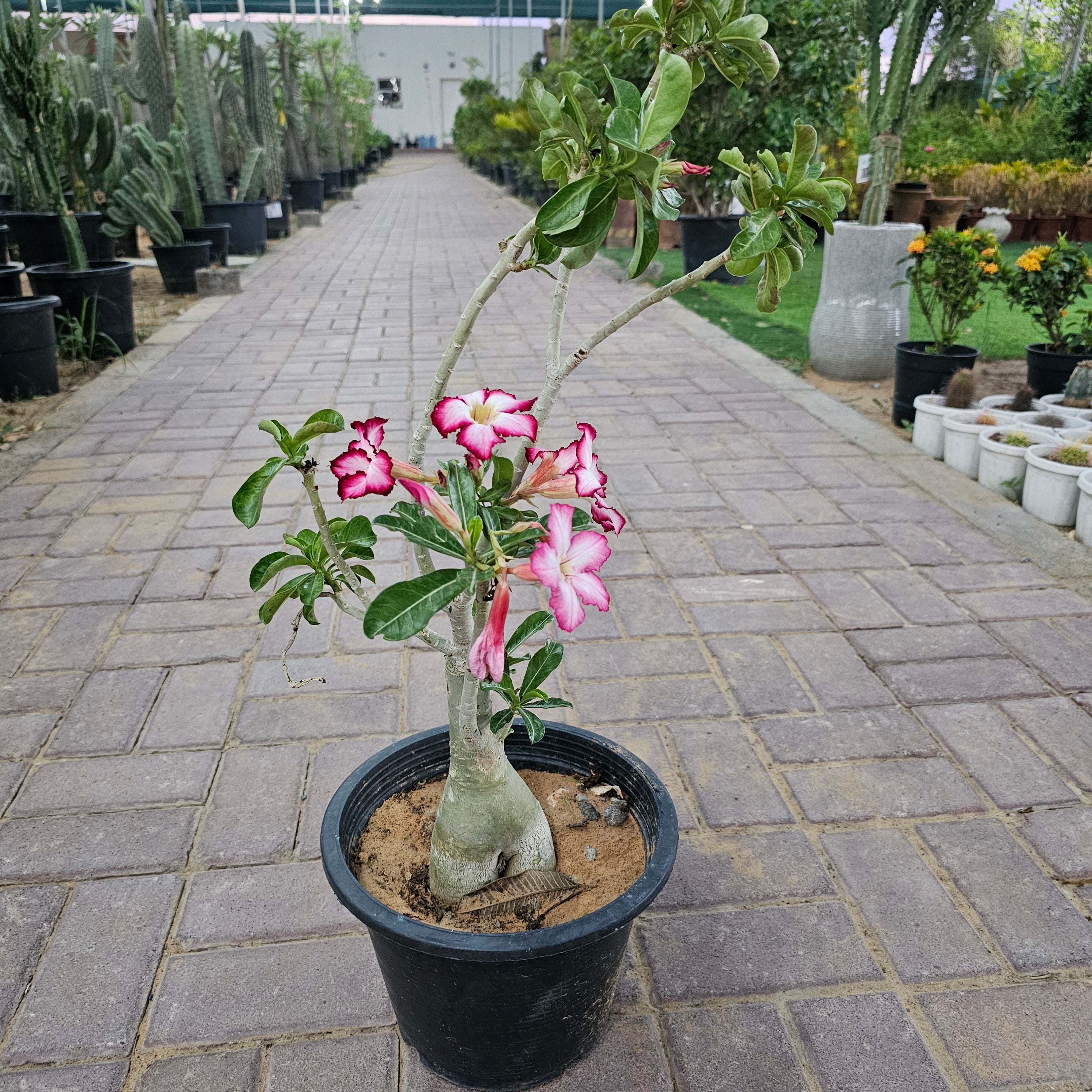 Desert Rose / Adenium / Sabi Star / / Impala Lily / Kudu / Mock Azalea