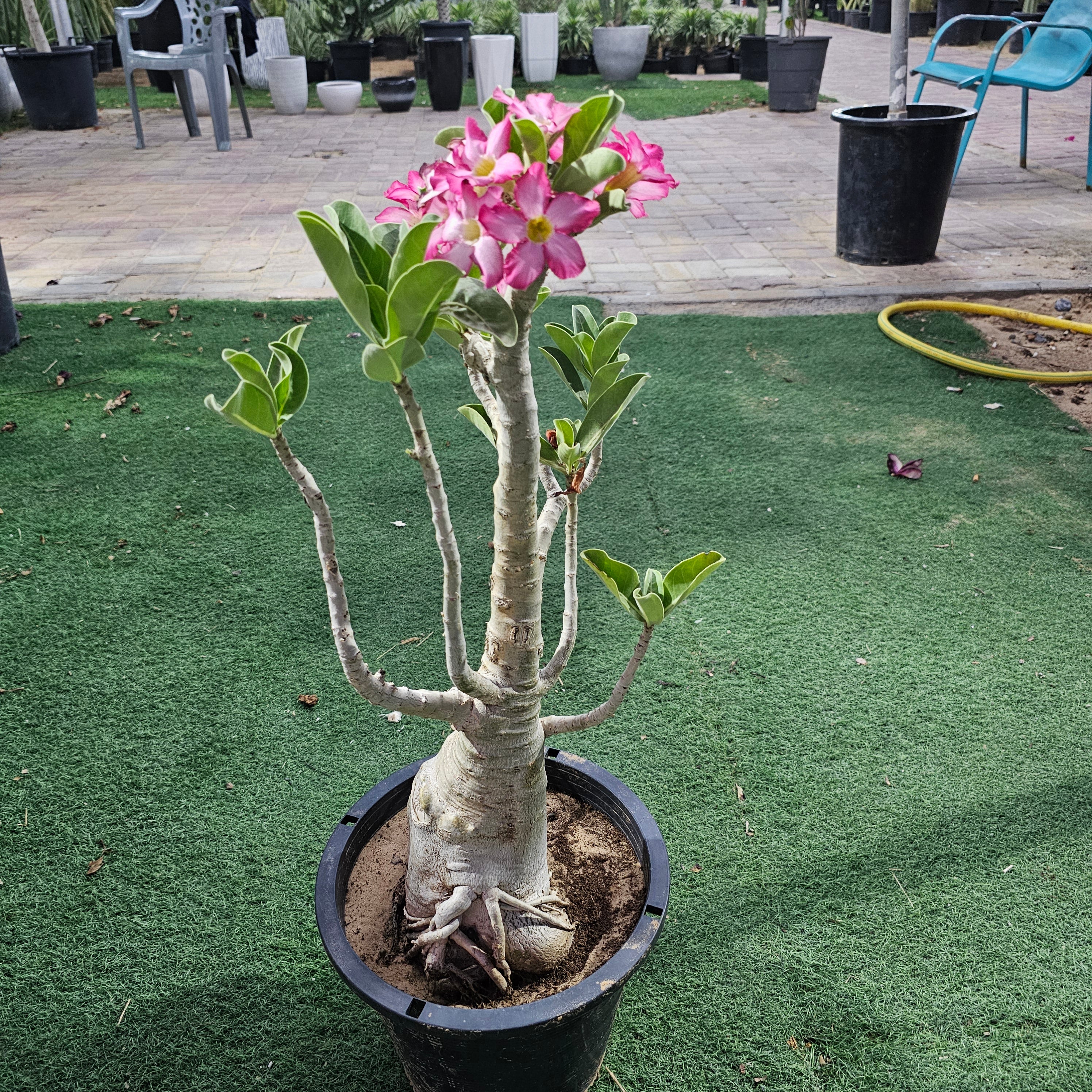 Desert Rose / Adenium / Sabi Star / / Impala Lily / Kudu / Mock Azalea
