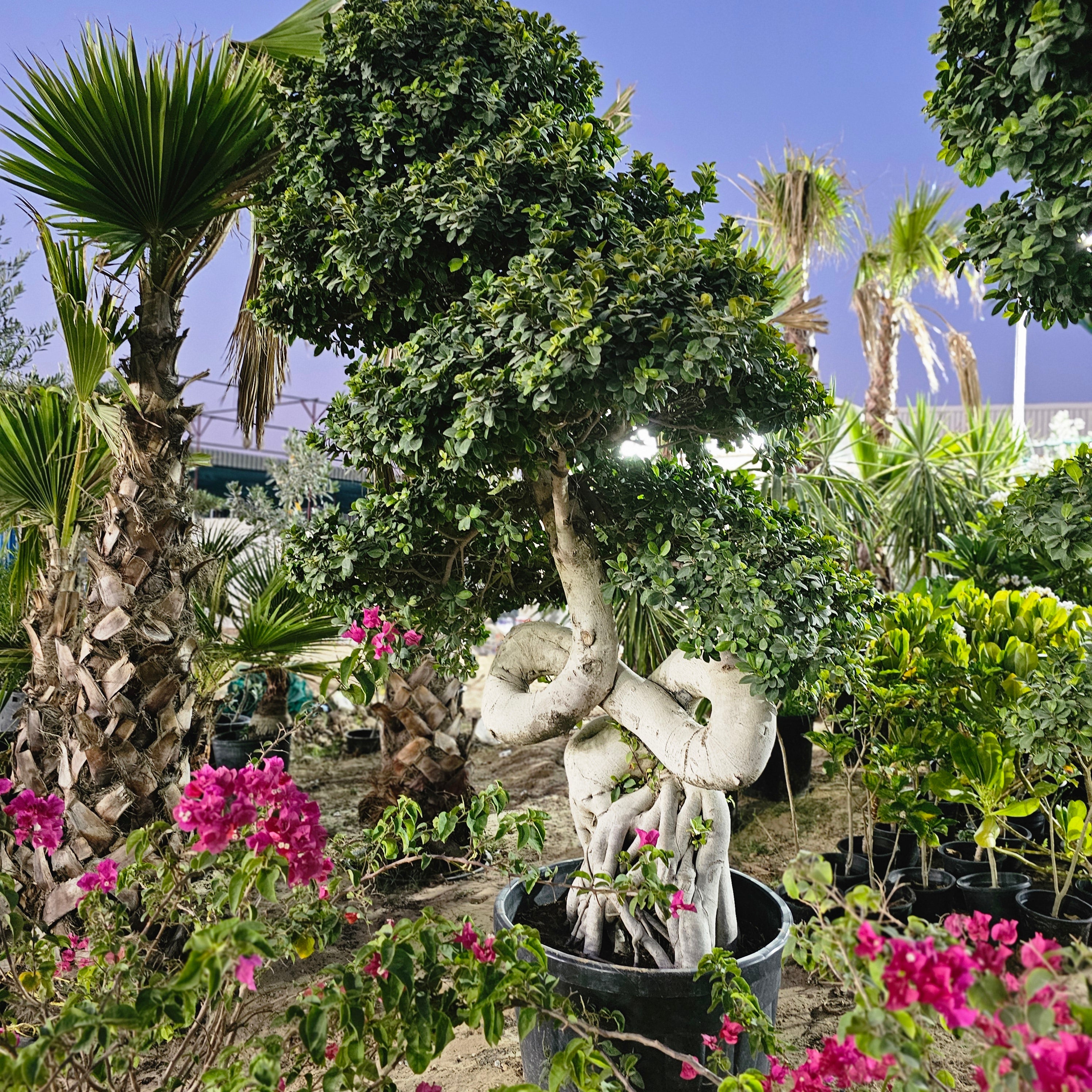 Ficus Bonsai / Microcarpa Bonsai S Shape / Ficus Retusa / Ficus Bonsai Tree