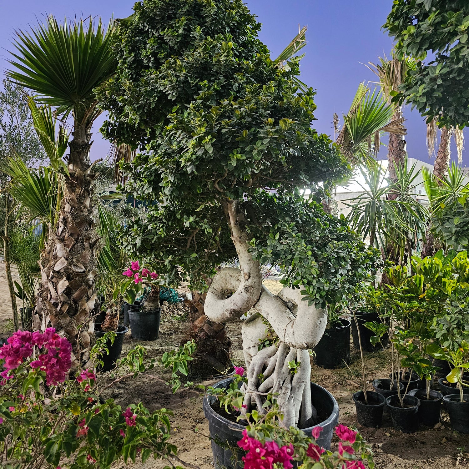 Ficus Bonsai / Microcarpa Bonsai S Shape / Ficus Retusa / Ficus Bonsai Tree