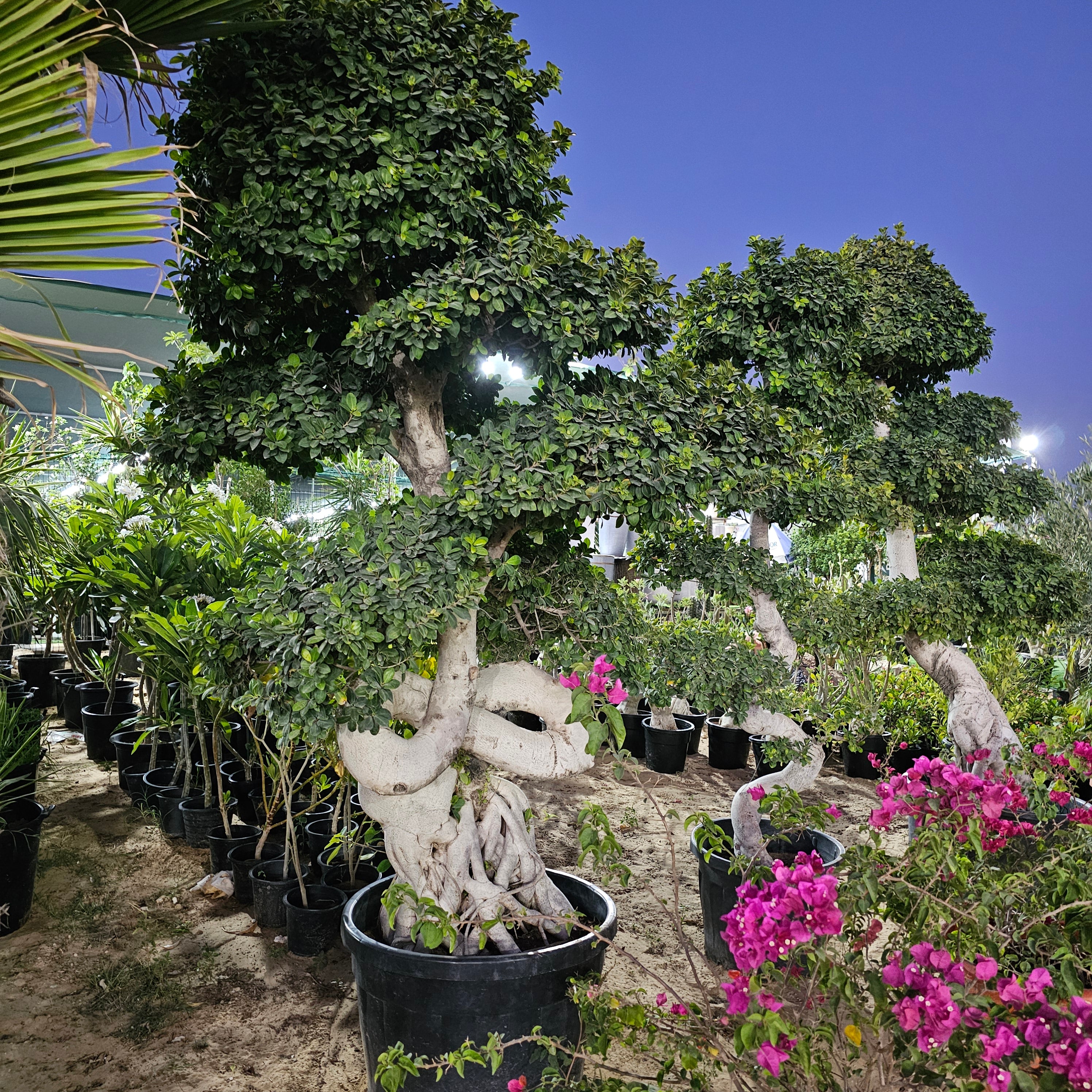 Ficus Bonsai / Microcarpa Bonsai S Shape / Ficus Retusa / Ficus Bonsai Tree