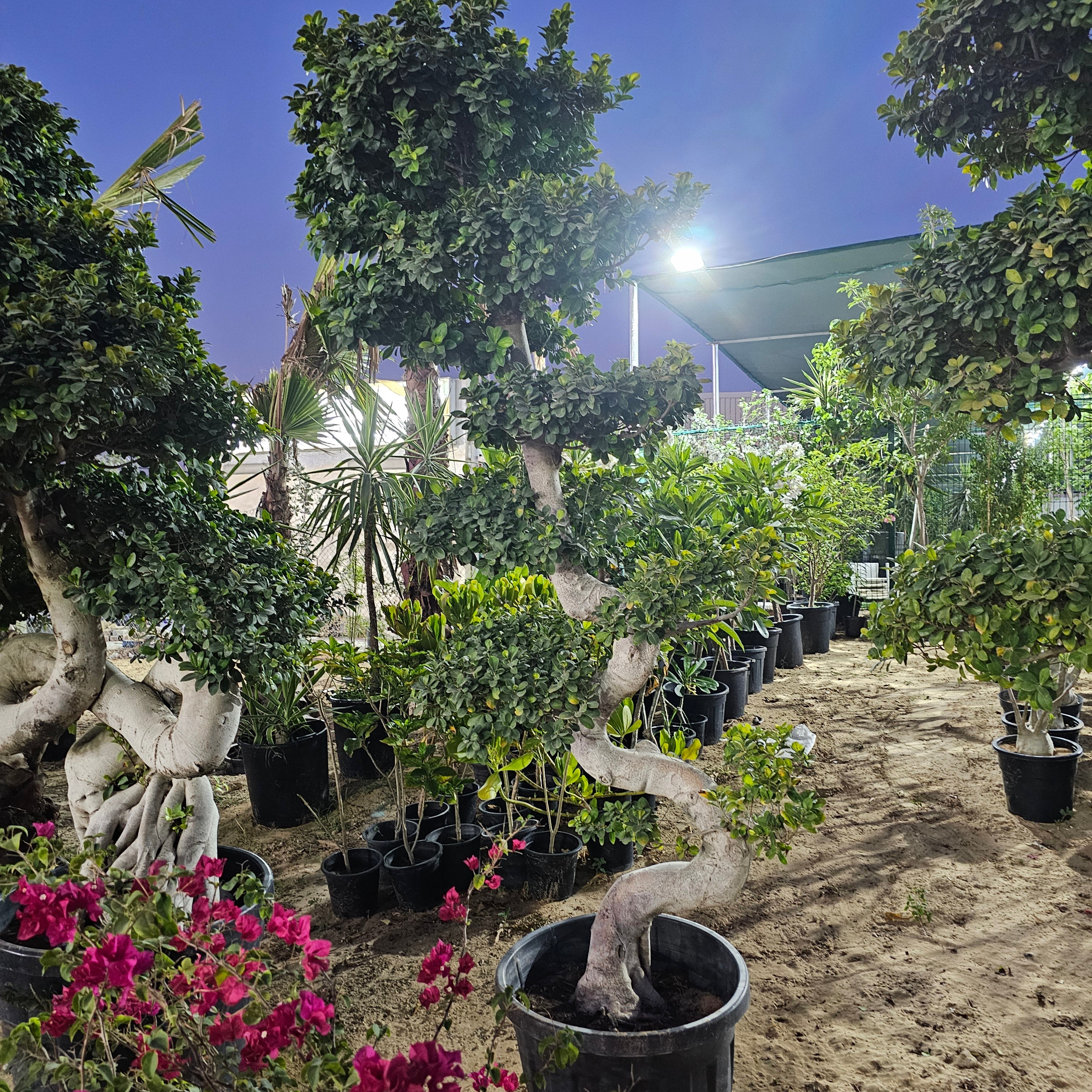 Ficus Bonsai / Microcarpa Bonsai S Shape / Ficus Retusa / Ficus Bonsai Tree