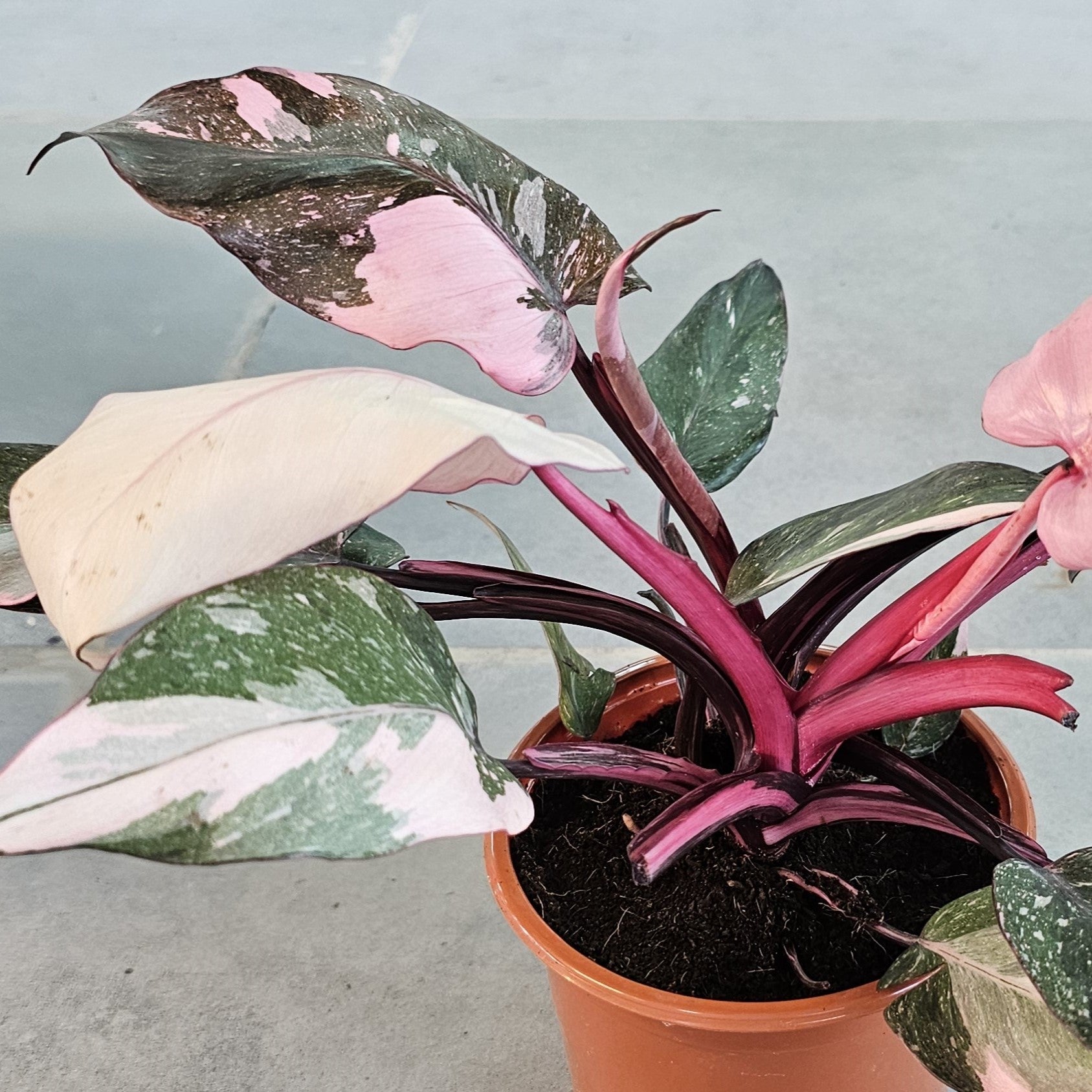 Philodendron Pink Princess Marble Galaxy / Pink Princess