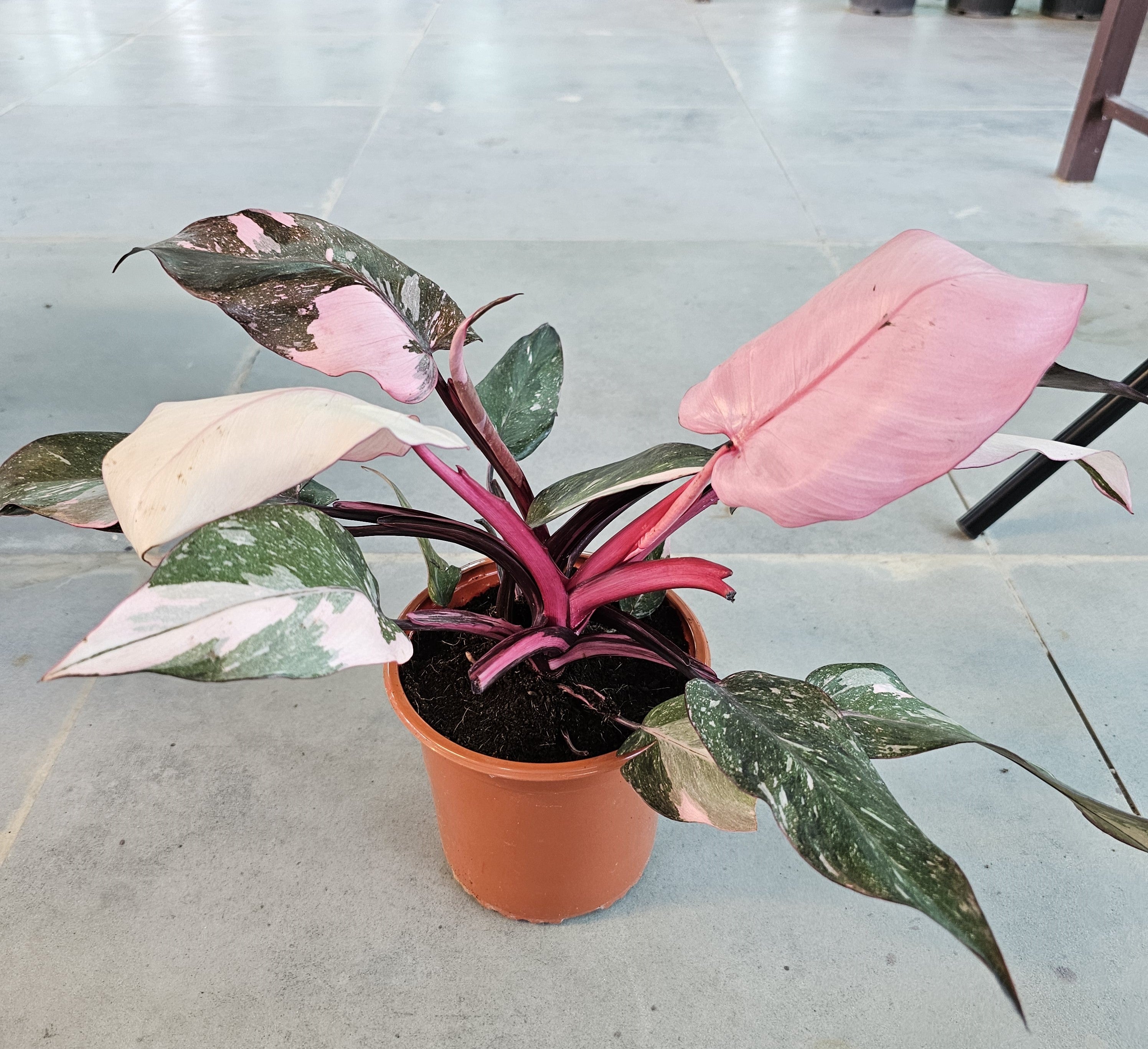 Philodendron Pink Princess Marble Galaxy / Pink Princess