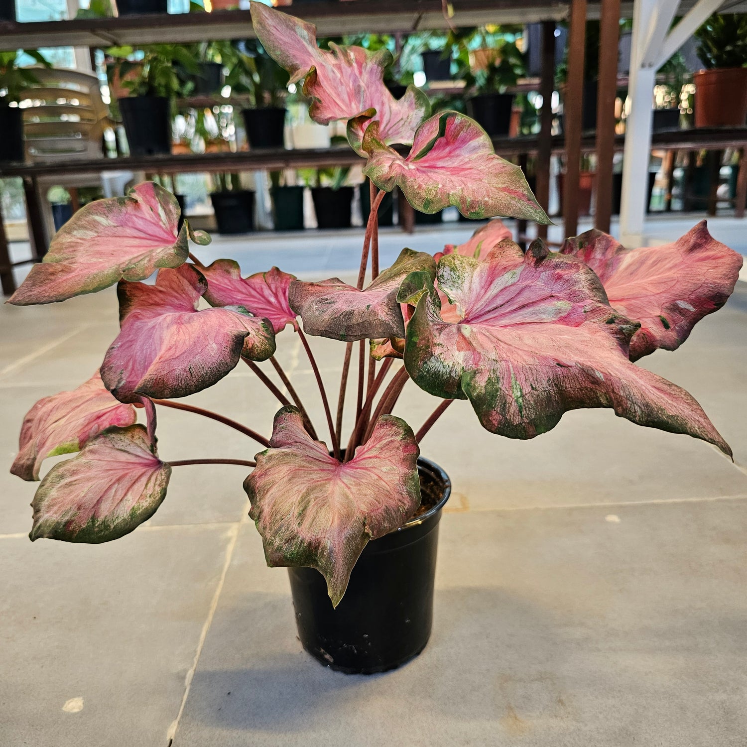 Caladium / Caladium Infinity / Araceae / Pind & Red