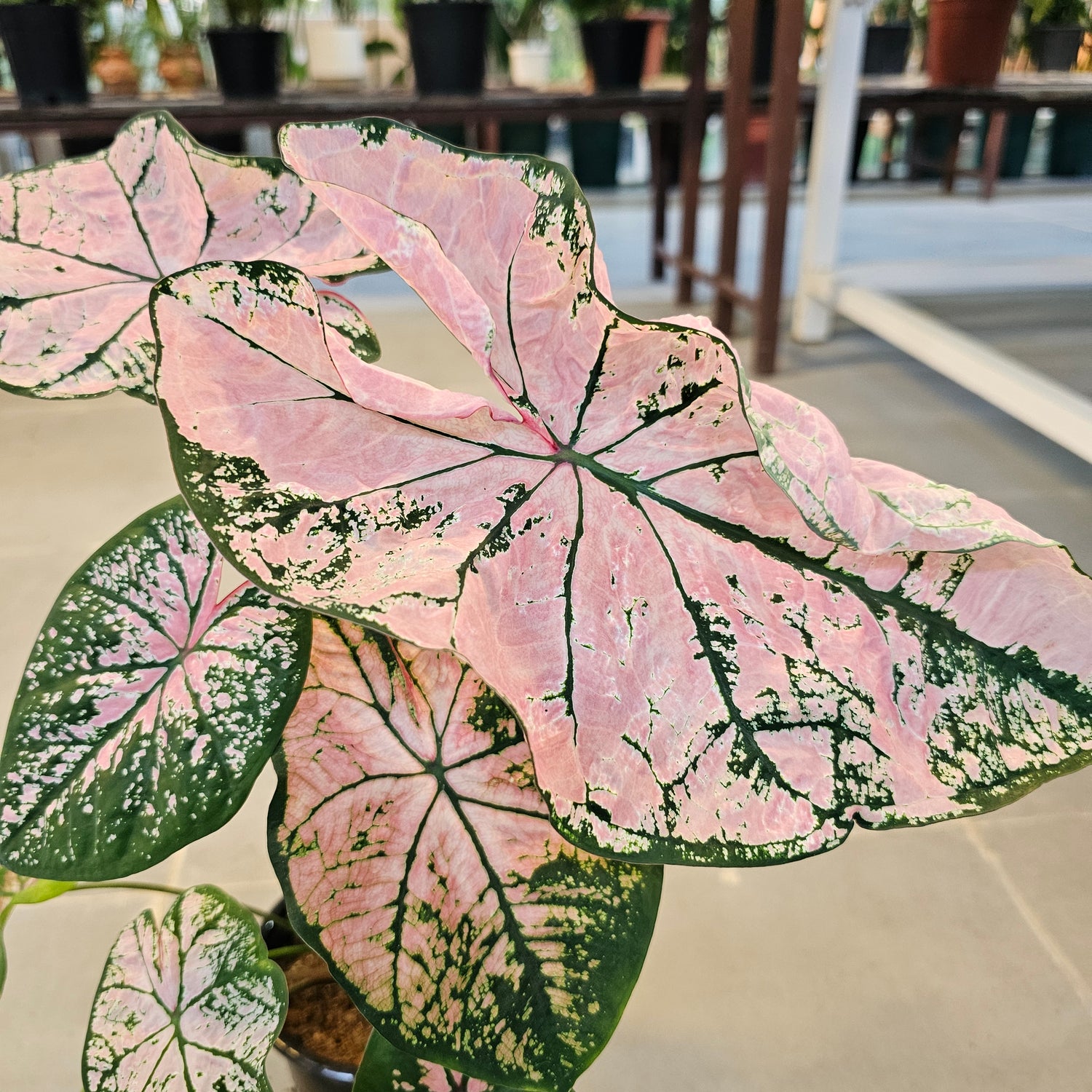 Caladium / Caladium Pink / Araceae / Heart of Jesus / Pink