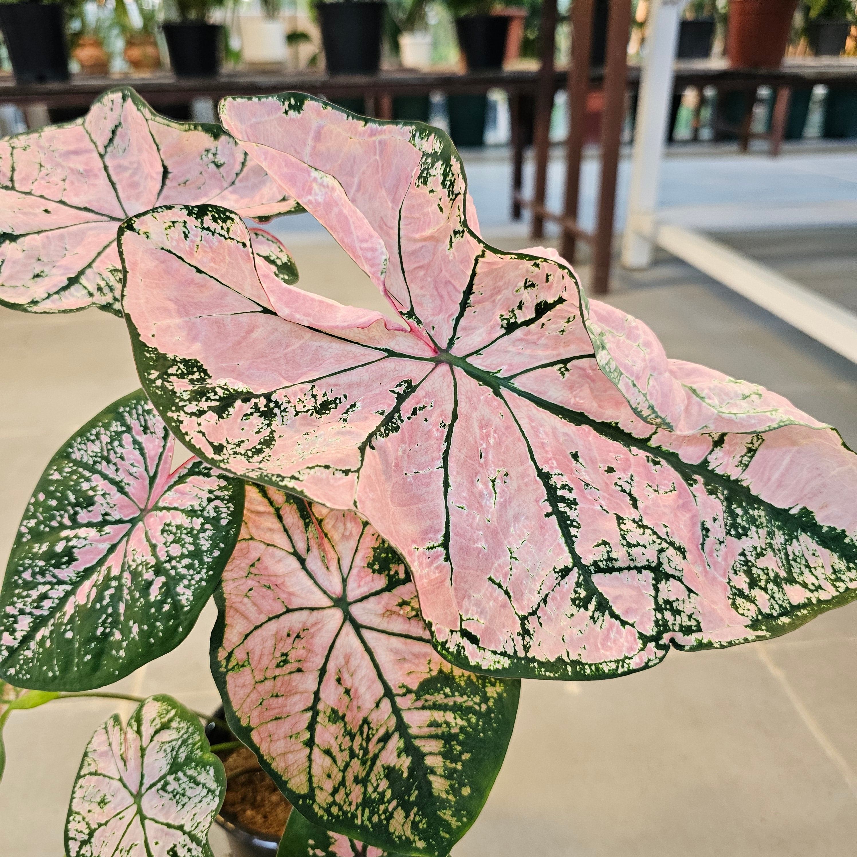 Caladium / Caladium Pink / Araceae / Heart of Jesus / Pink