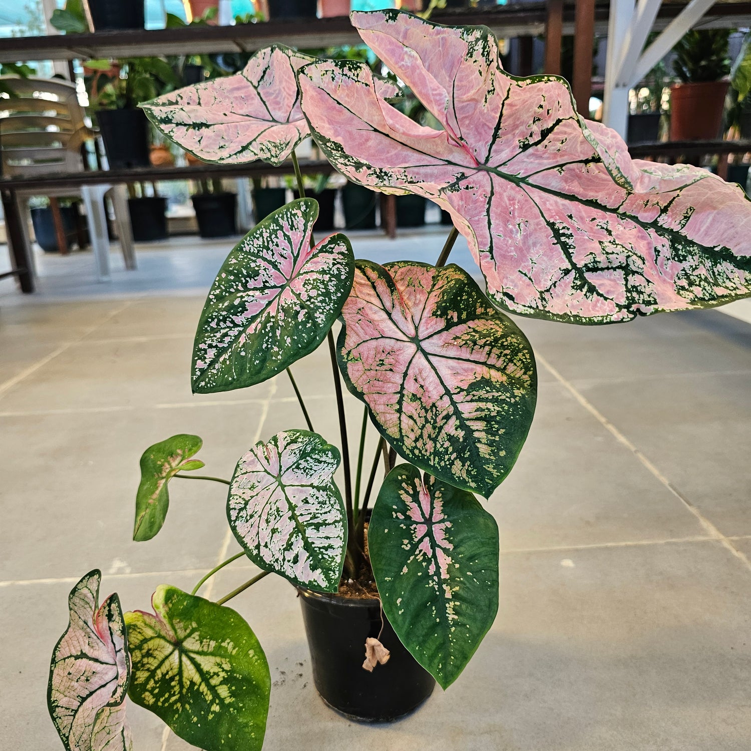 Caladium / Caladium Pink / Araceae / Heart of Jesus / Pink