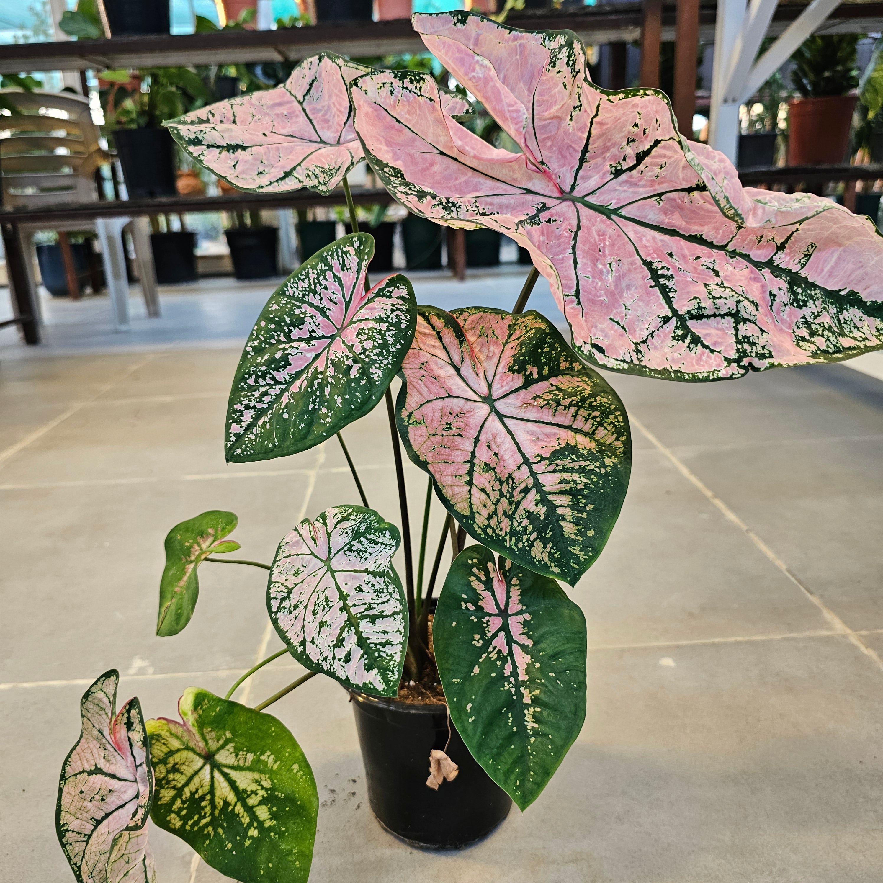 Caladium / Caladium Pink / Araceae / Heart of Jesus / Pink