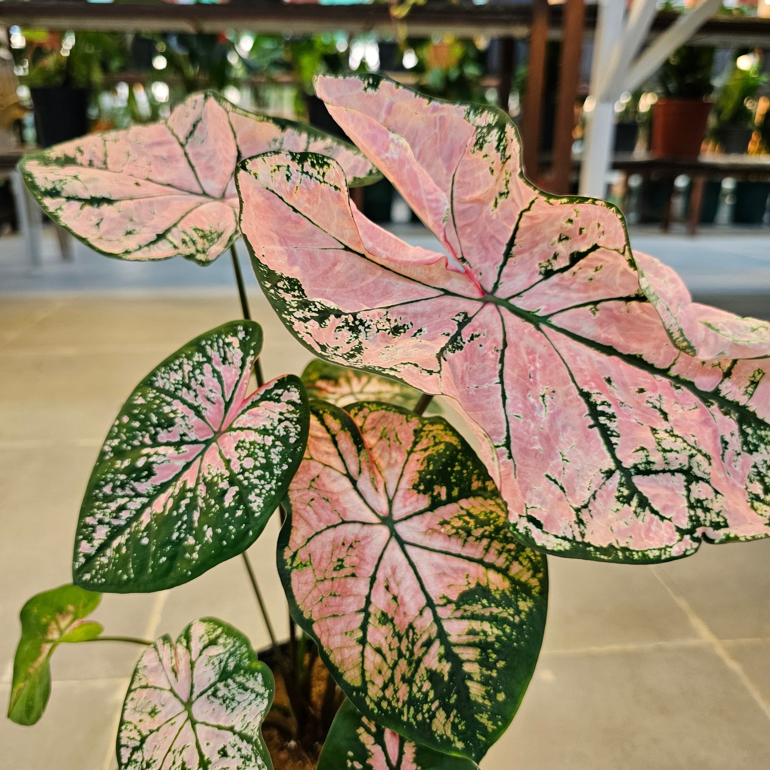 Caladium / Caladium Pink / Araceae / Heart of Jesus / Pink