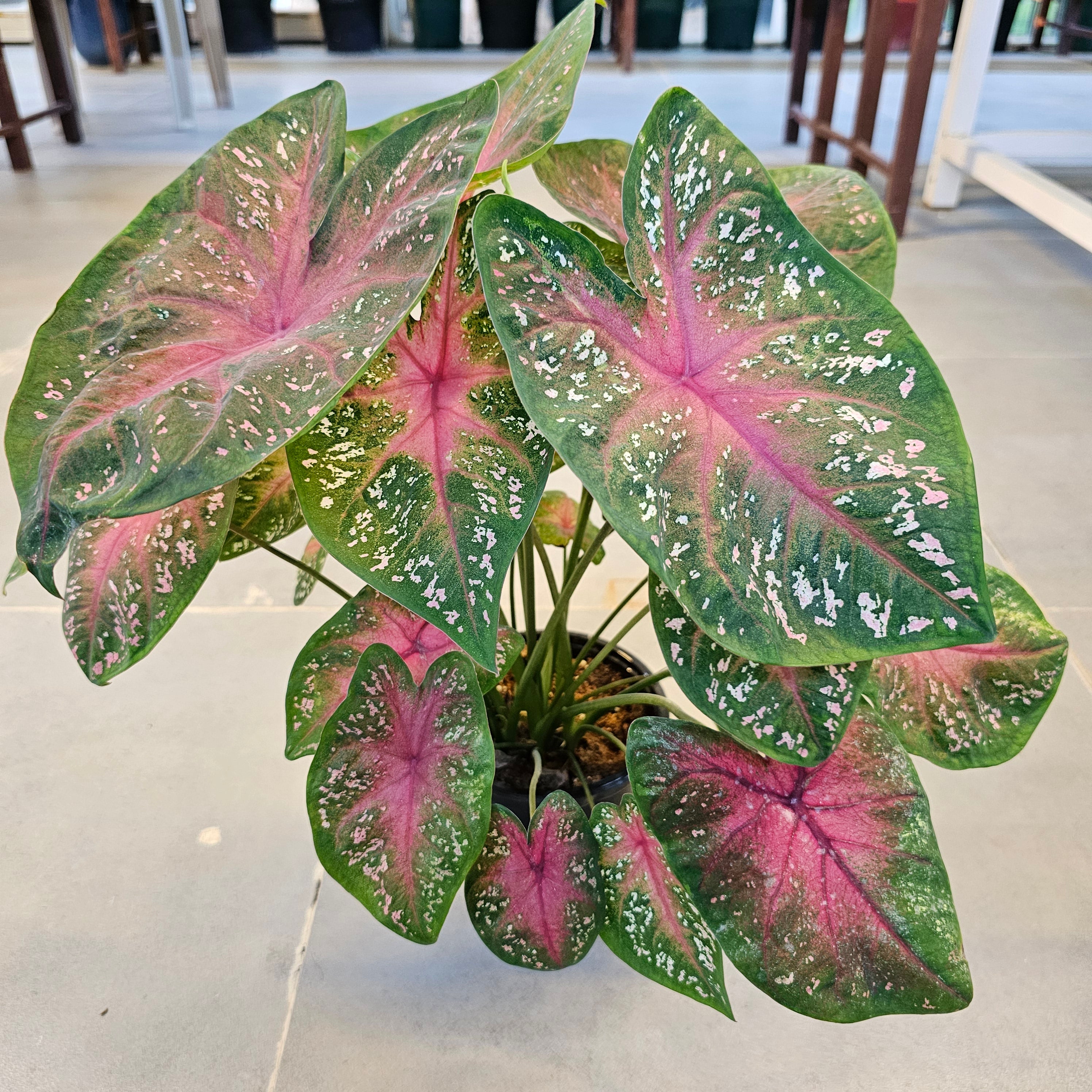 Caladium / Caladium Green and Red / Araceae  / Green and Red
