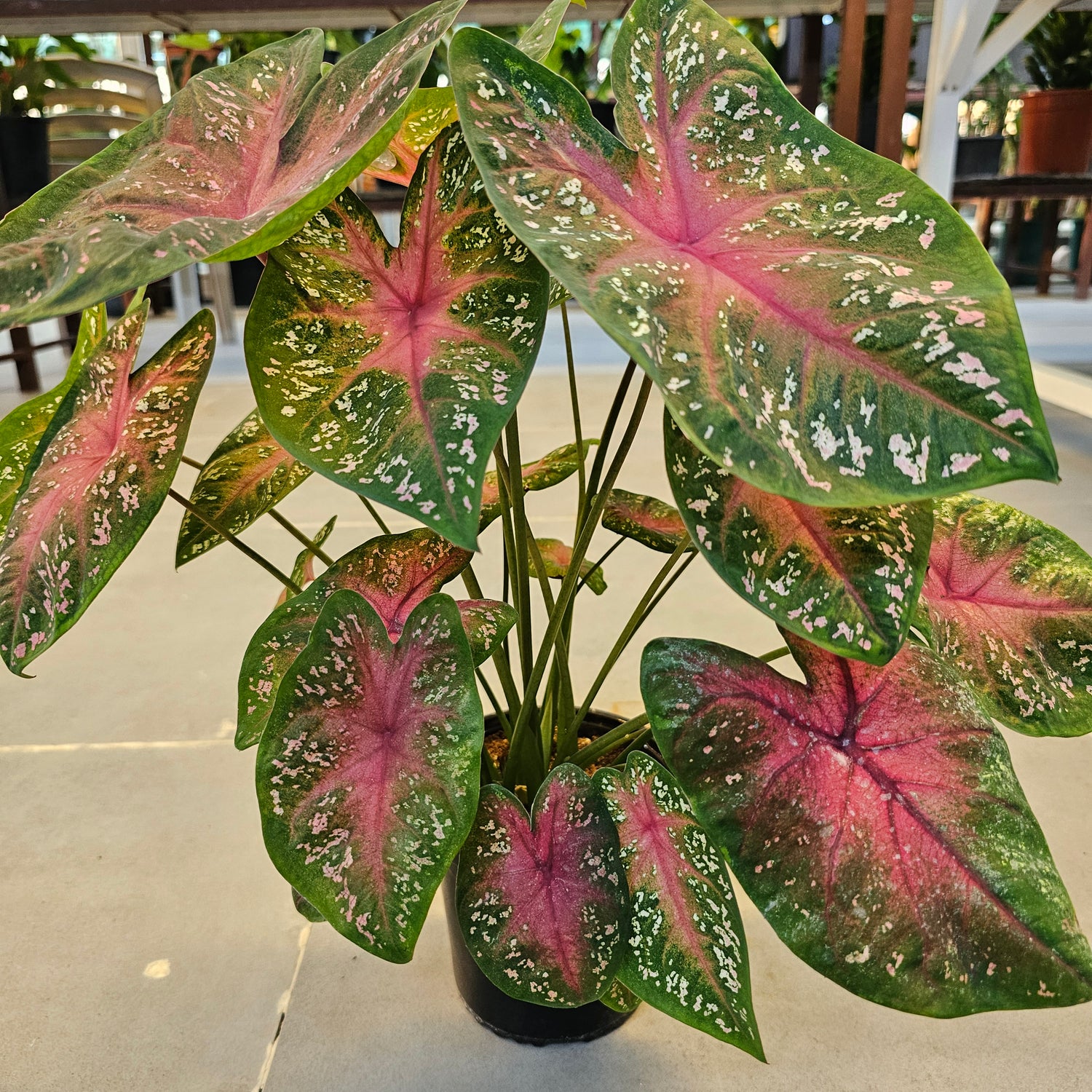 Caladium / Caladium Green and Red / Araceae  / Green and Red