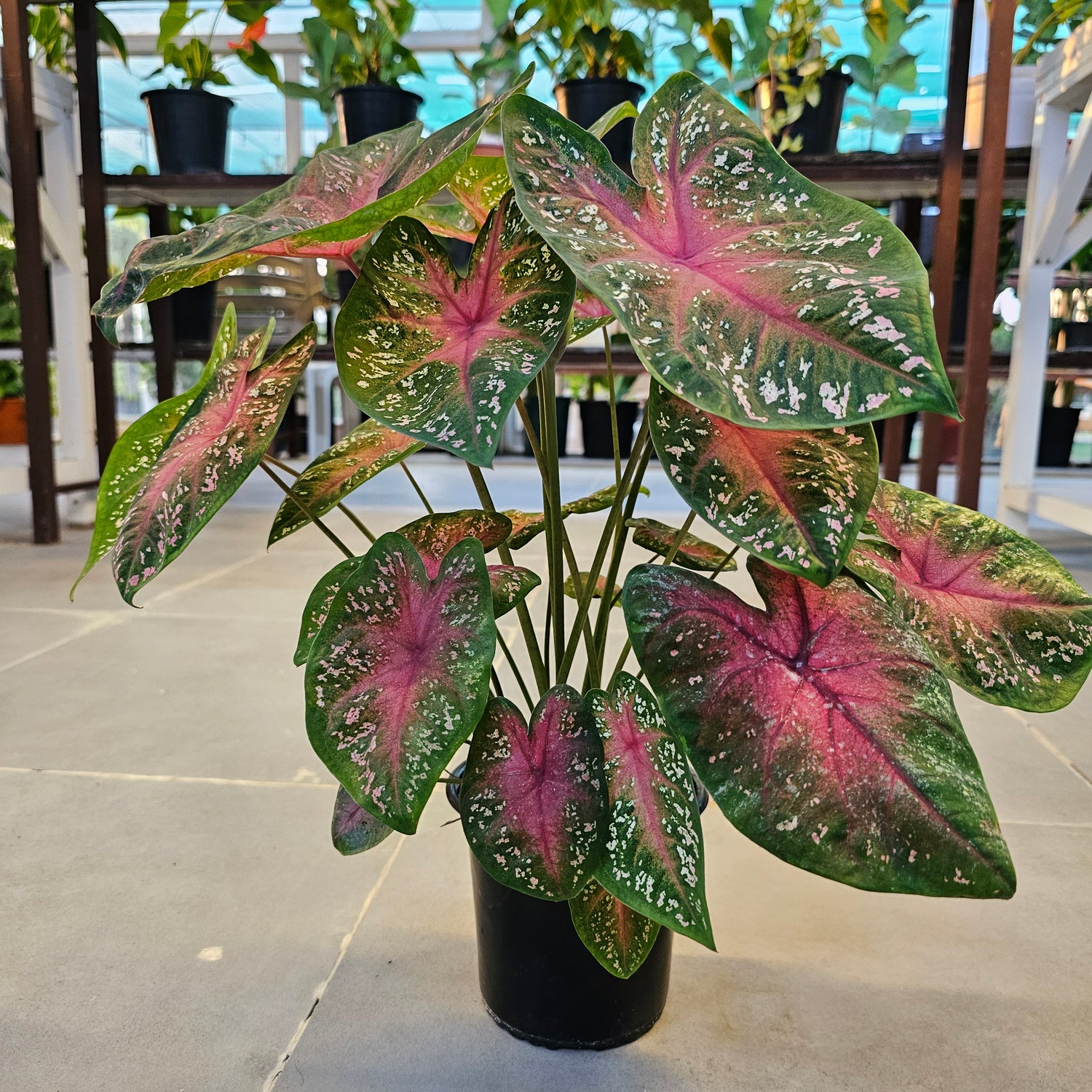 Caladium / Caladium Green and Red / Araceae  / Green and Red