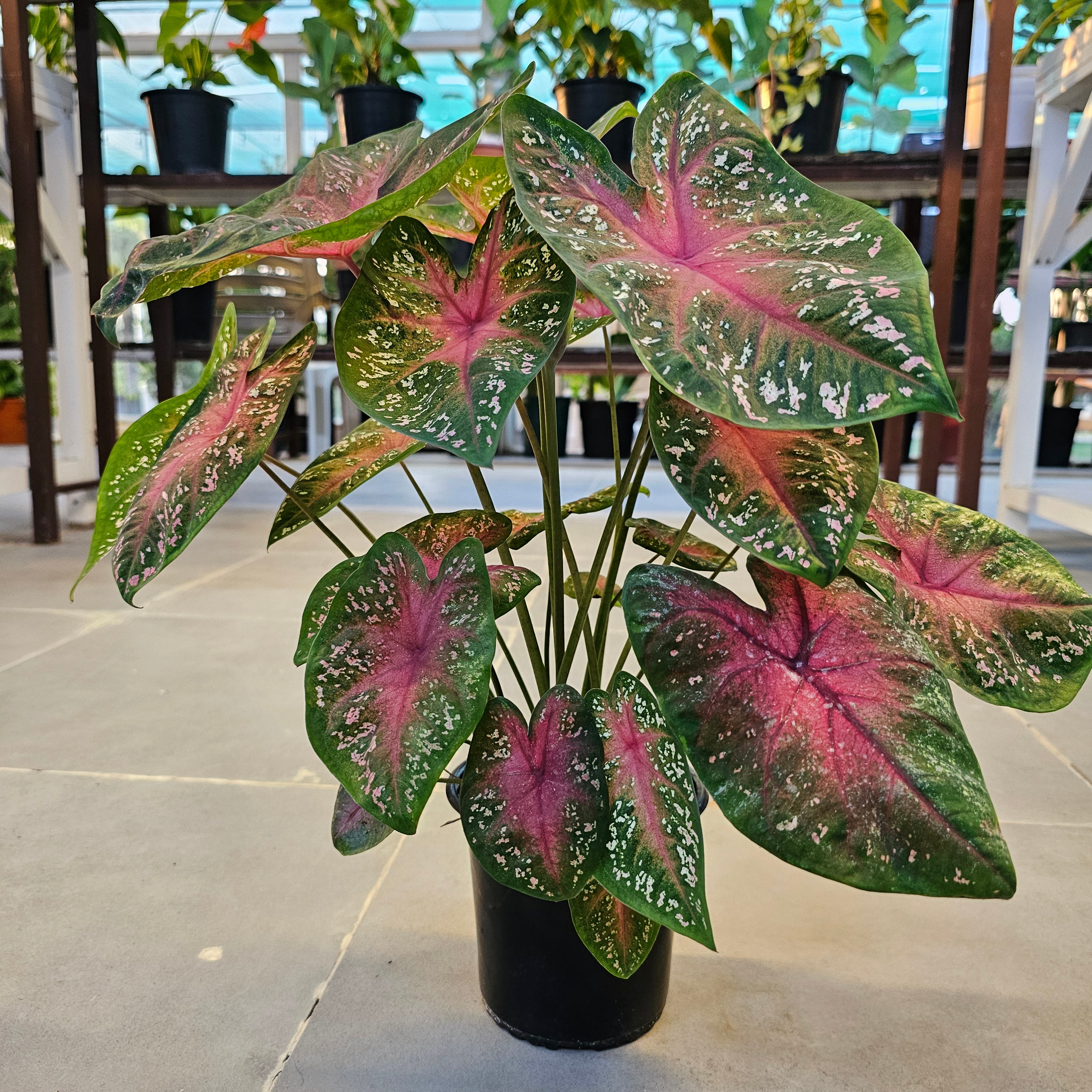 Caladium / Caladium Green and Red / Araceae  / Green and Red
