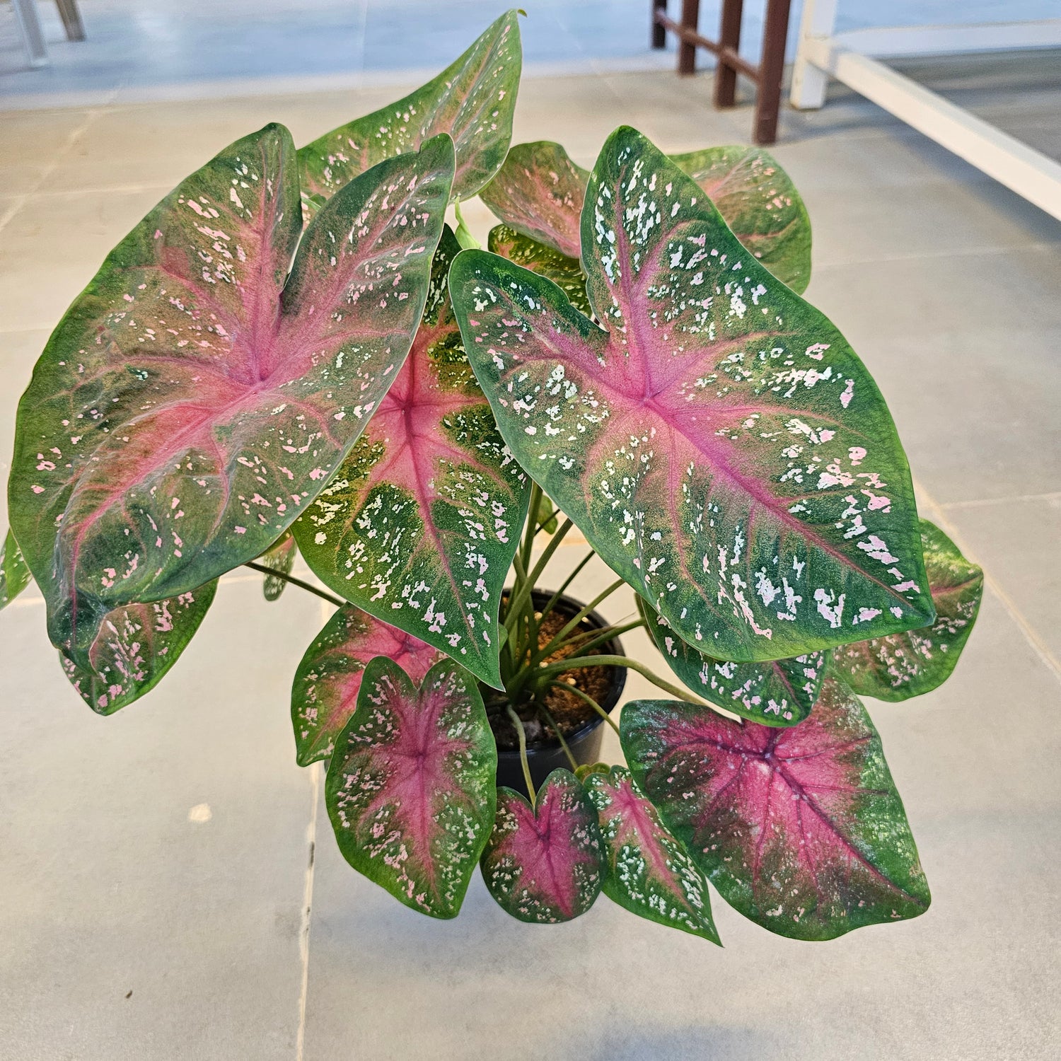 Caladium / Caladium Green and Red / Araceae  / Green and Red