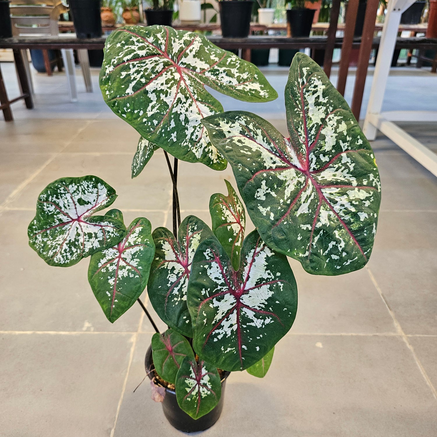 Caladium / Caladium Green / Araceae / Heart of Jesus / Green and White