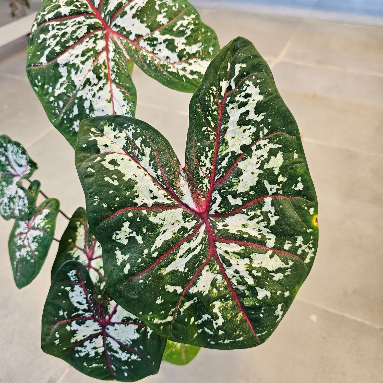 Caladium / Caladium Green / Araceae / Heart of Jesus / Green and White