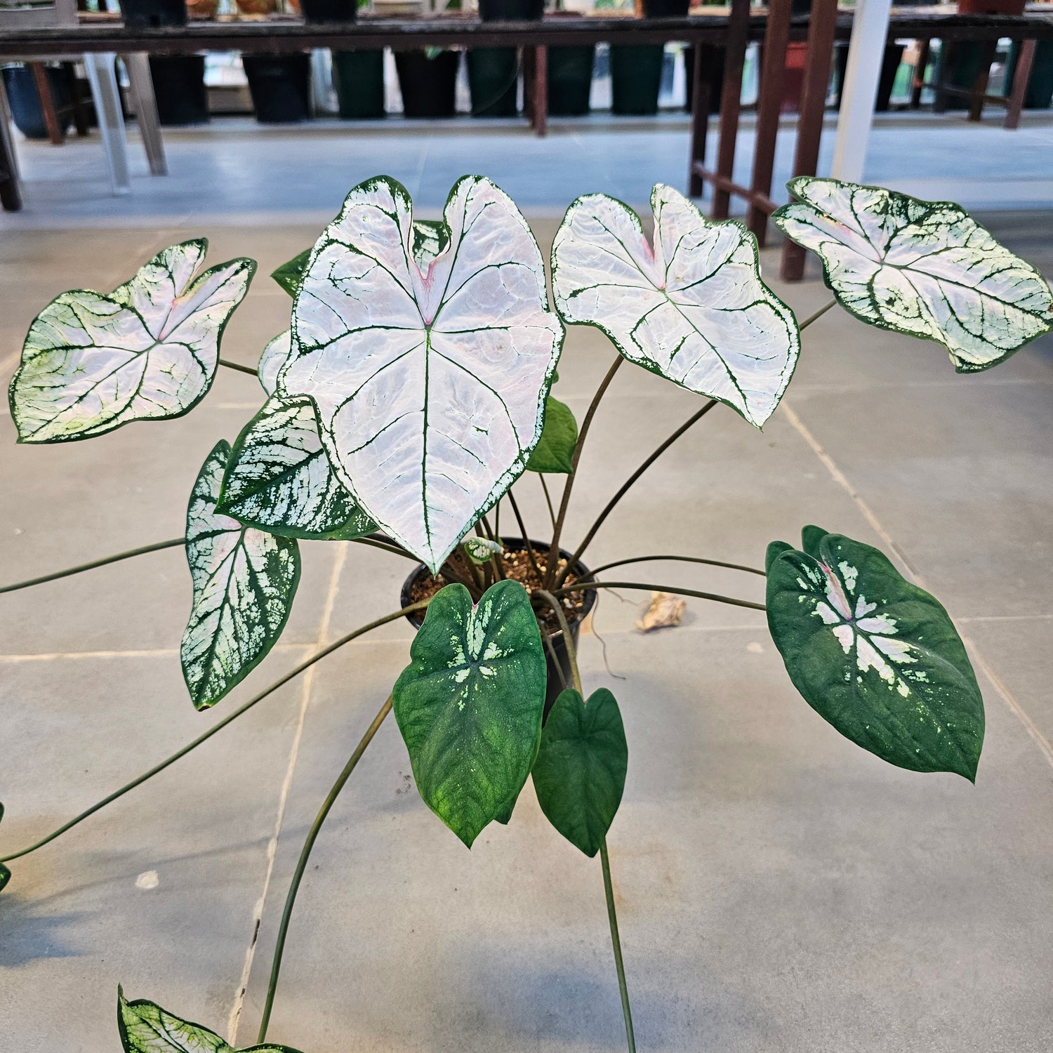 Caladium / Caladium Slight Pink / Araceae / Heart of Jesus