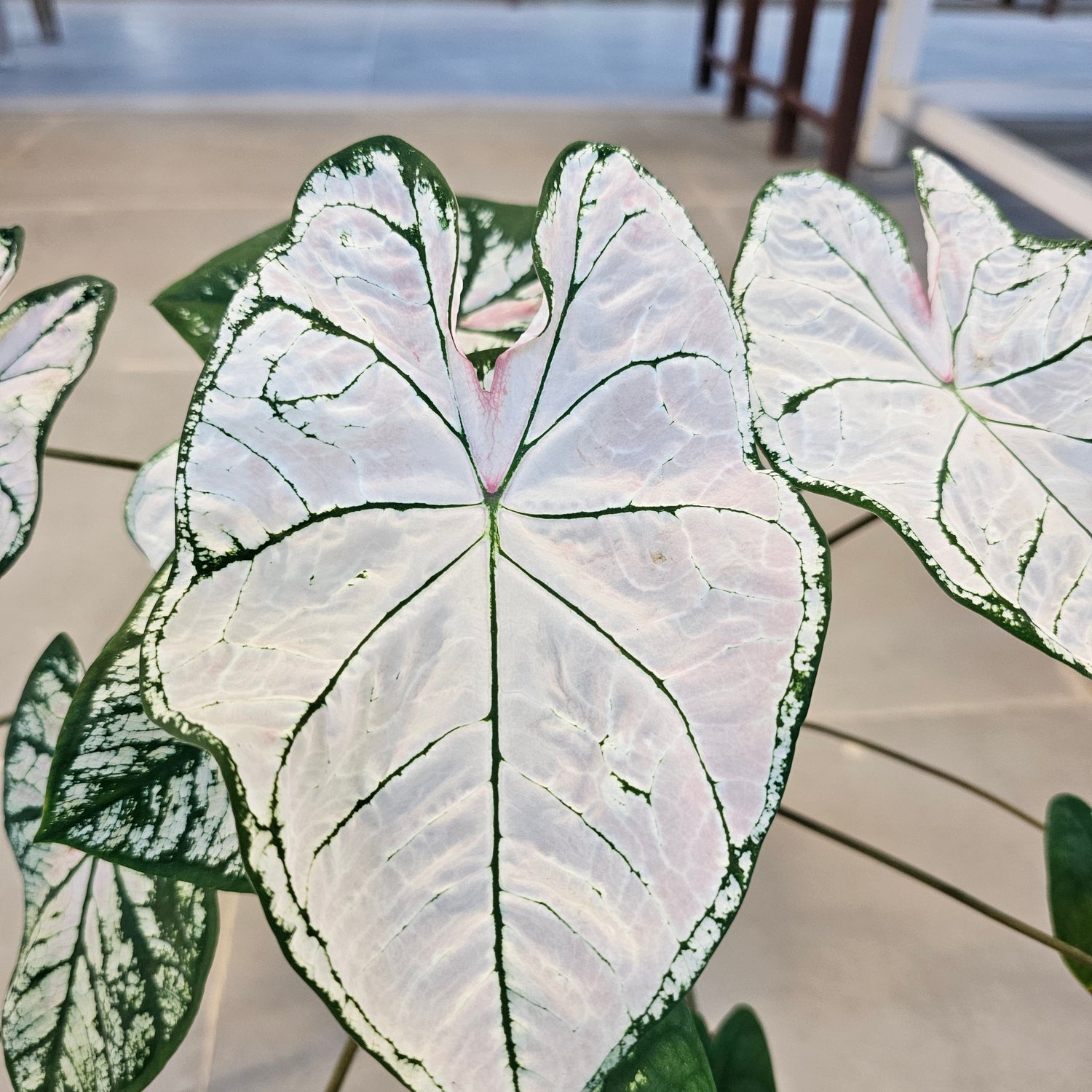 Caladium / Caladium Slight Pink / Araceae / Heart of Jesus