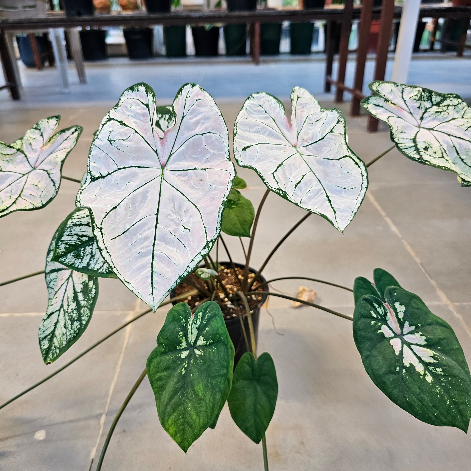 Caladium / Caladium Slight Pink / Araceae / Heart of Jesus