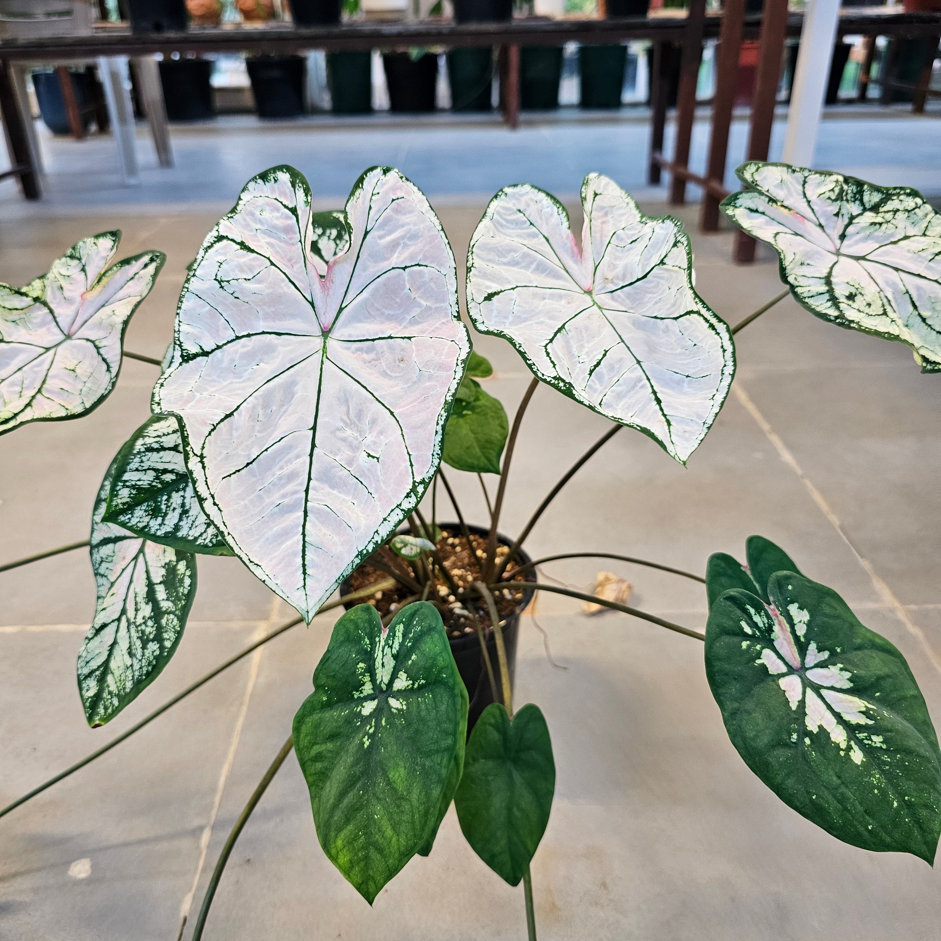 Caladium / Caladium Slight Pink / Araceae / Heart of Jesus