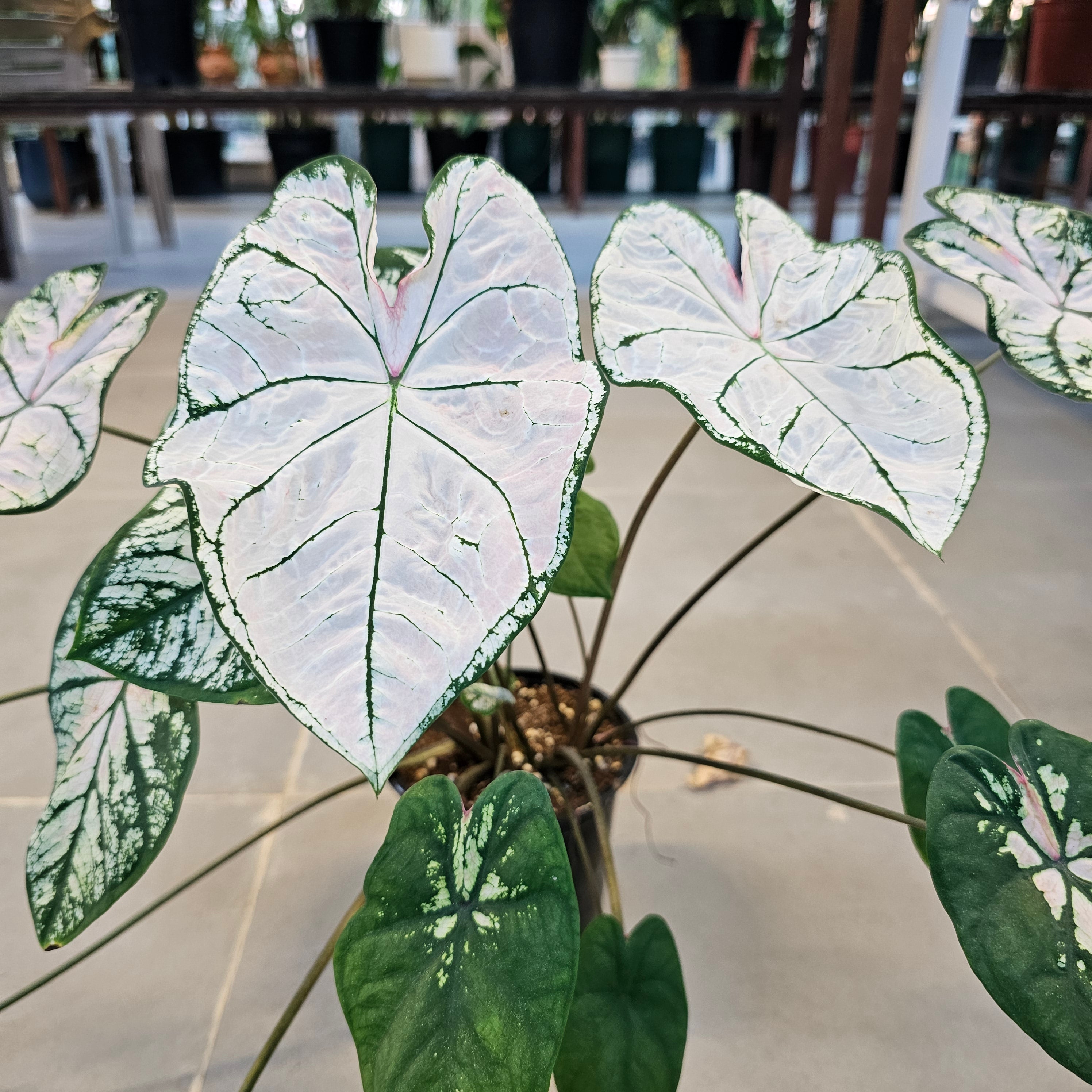 Caladium / Caladium Slight Pink / Araceae / Heart of Jesus