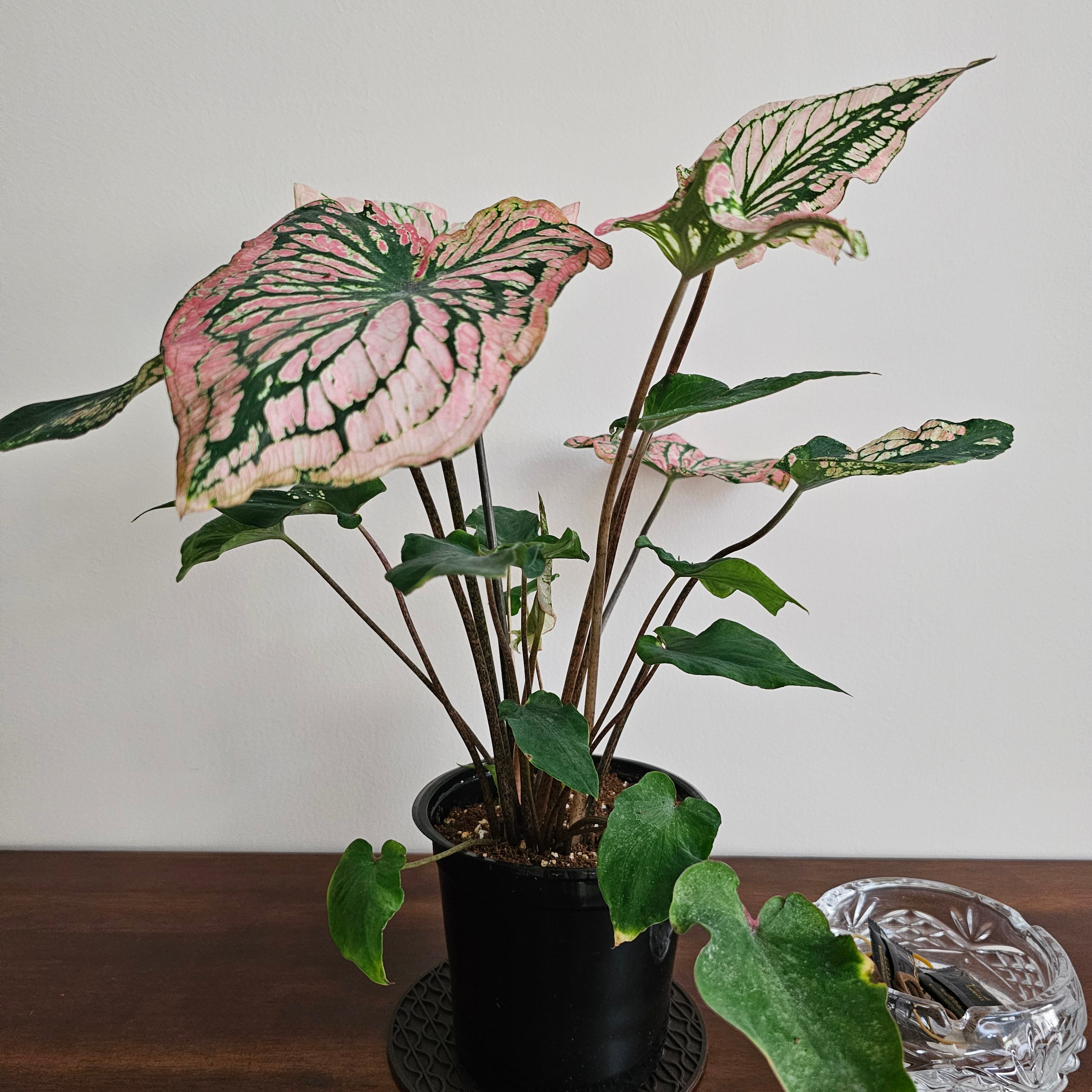 Caladium / Caladium Pink / Araceae / Symphony Leafy / Peppermint Leafy