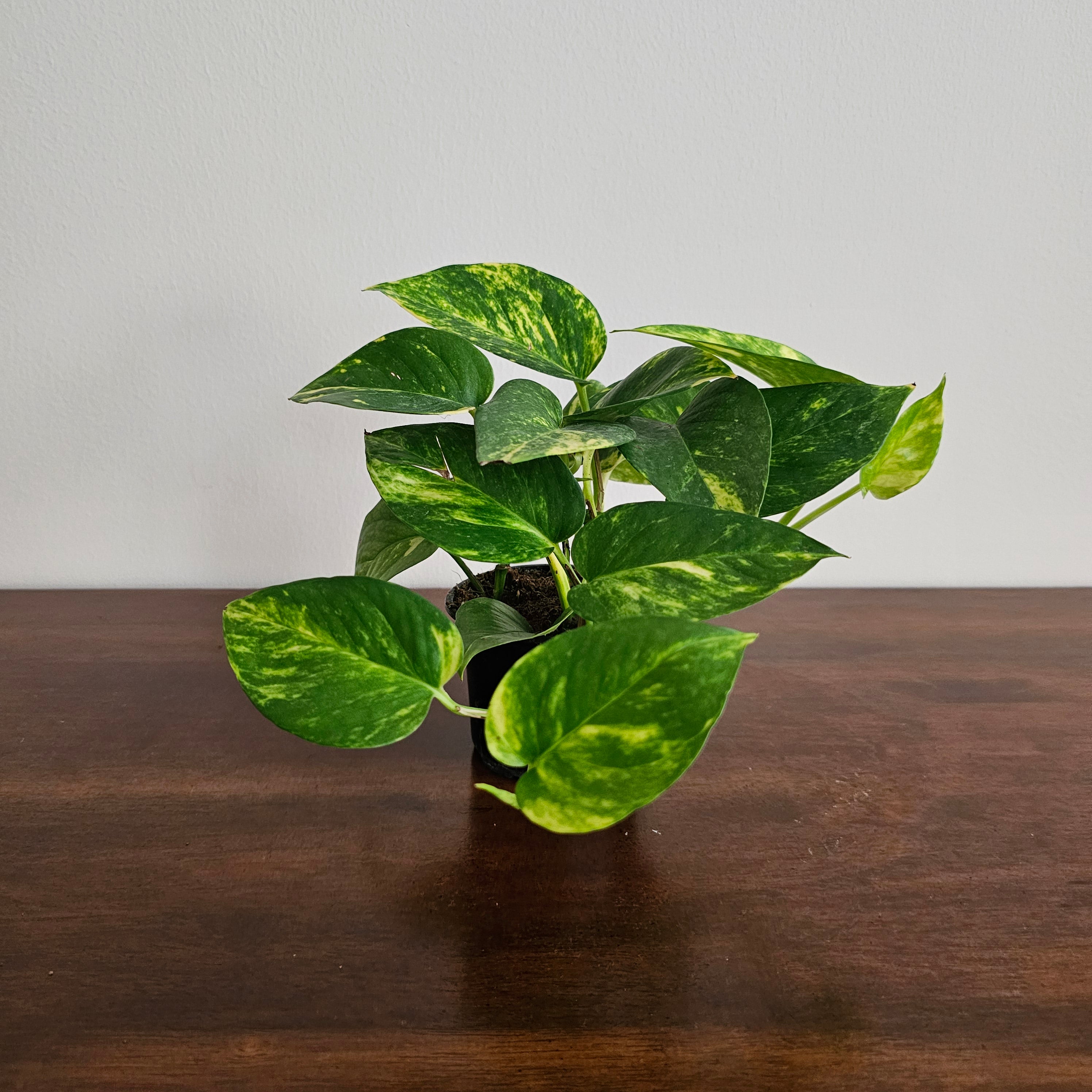 Epipremnum Aureum / Small Money Plant / Money Plant