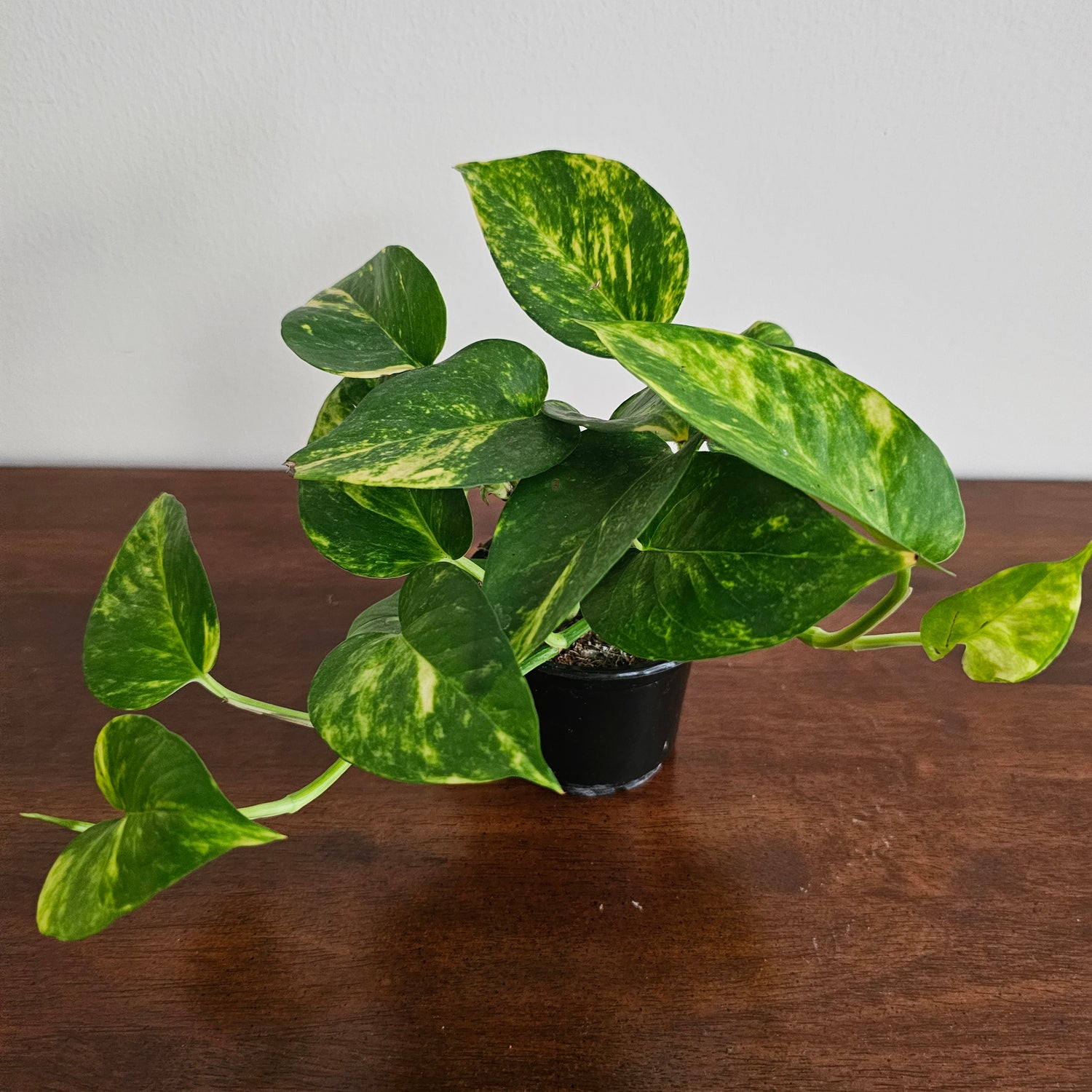 Epipremnum Aureum / Small Money Plant / Money Plant