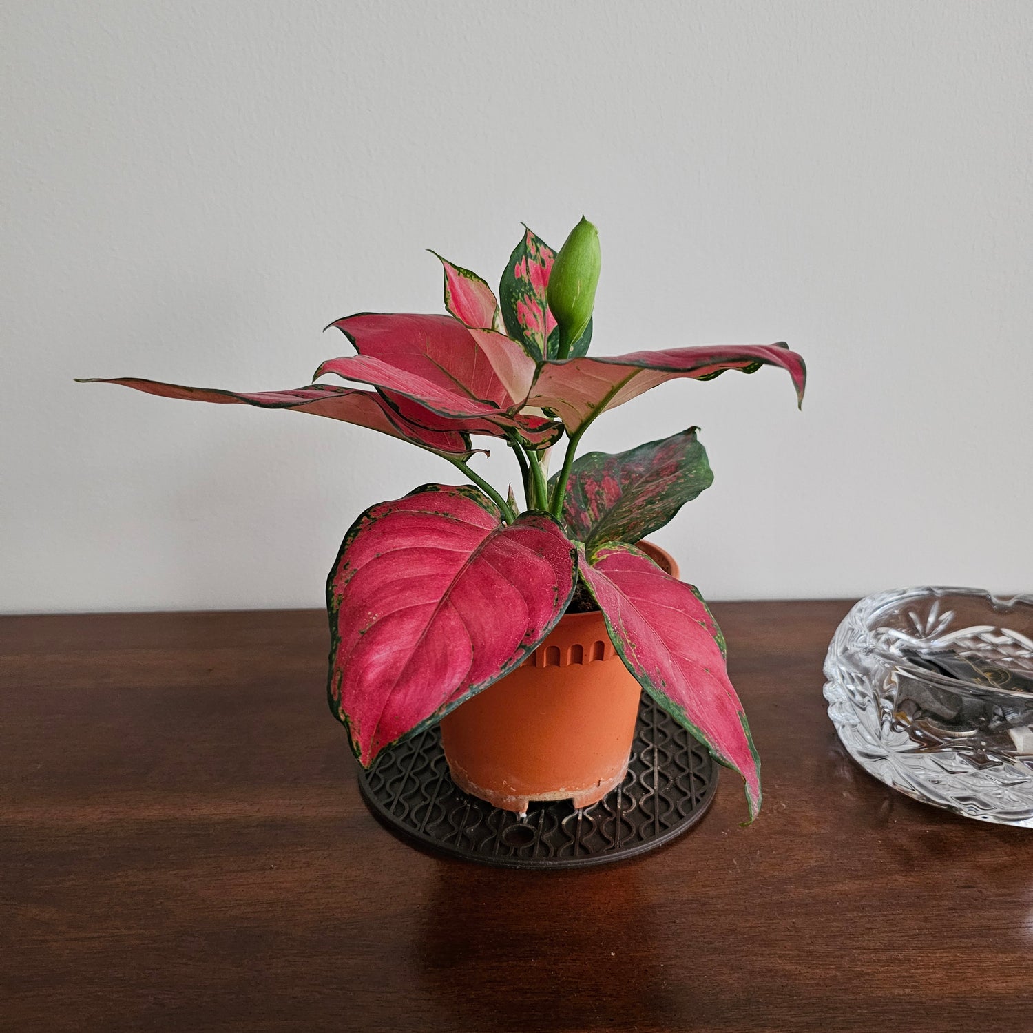 Aglaonema Red  / Aglaonema  Anyamanee