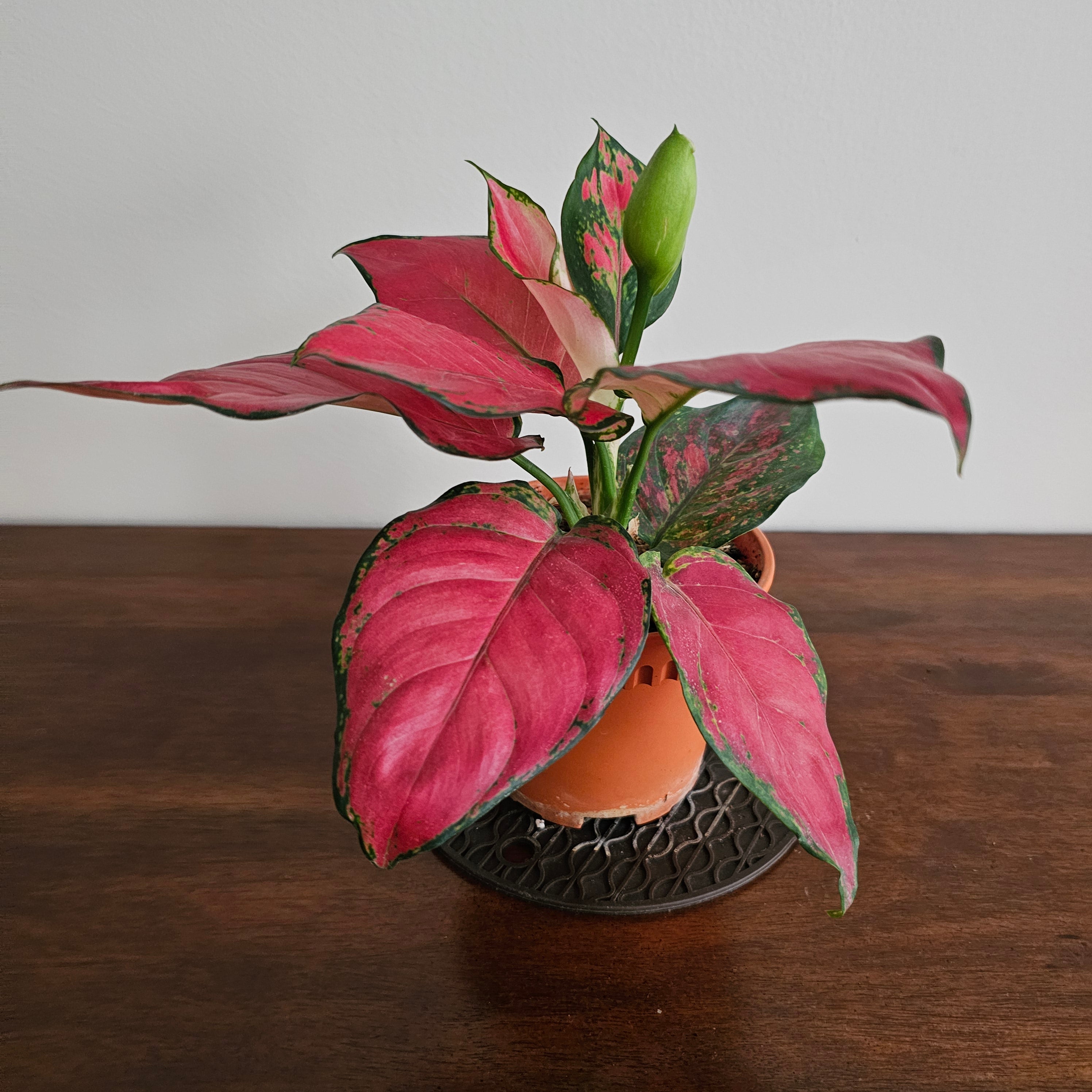 Aglaonema Red  / Aglaonema  Anyamanee