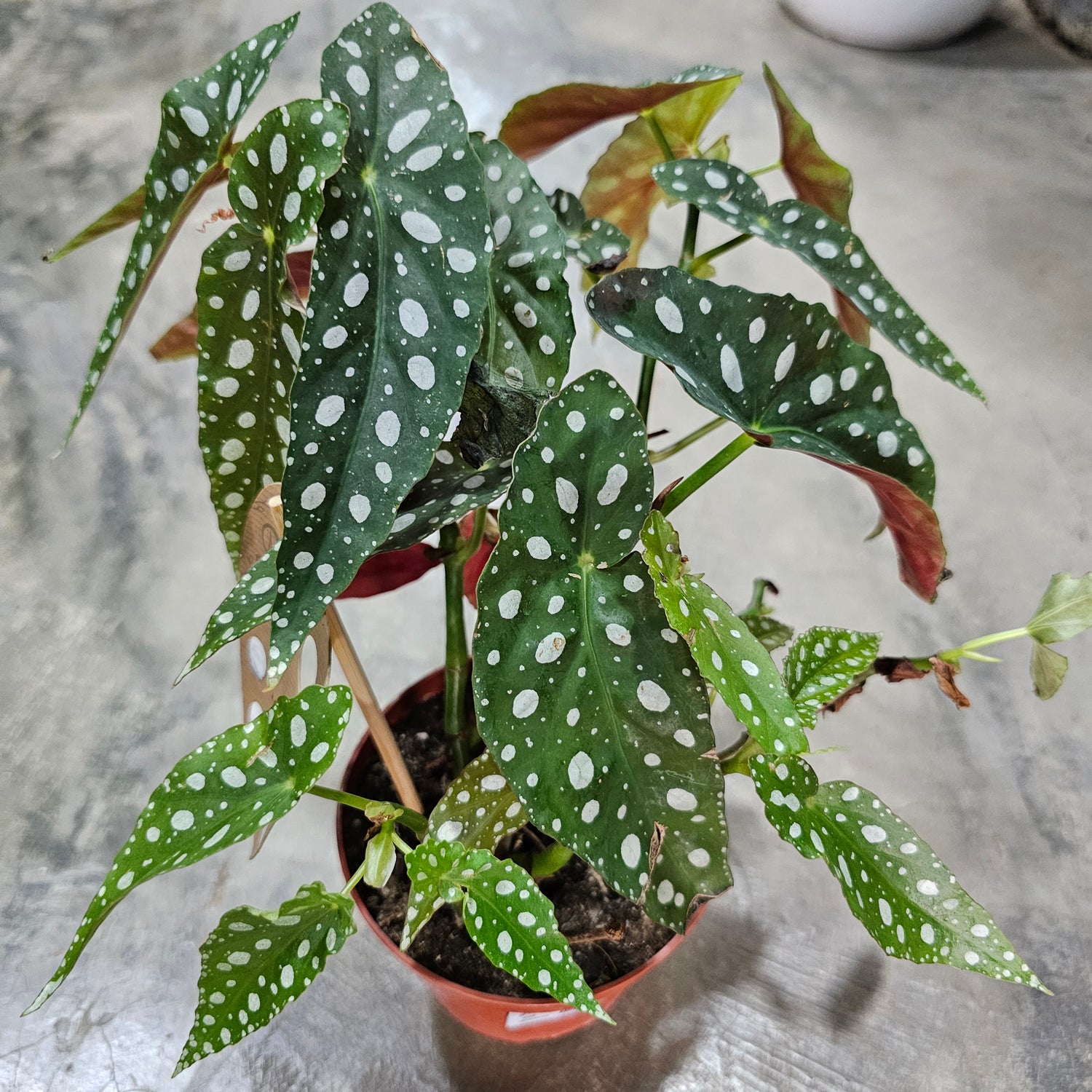 Polka Dot / Begonia Maculata / Wightii / Angel Winged Cane