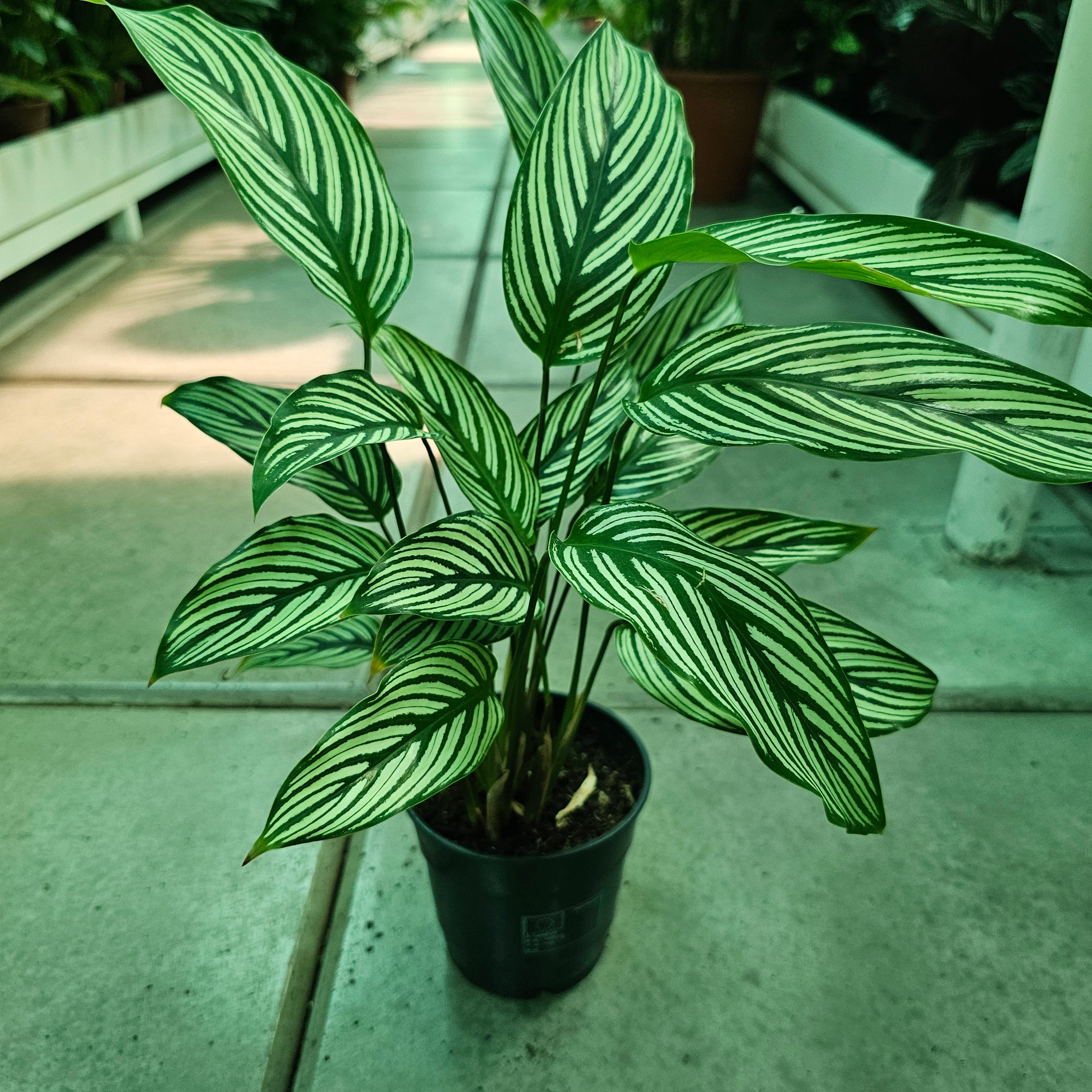 Calathea / Majestic / White Star