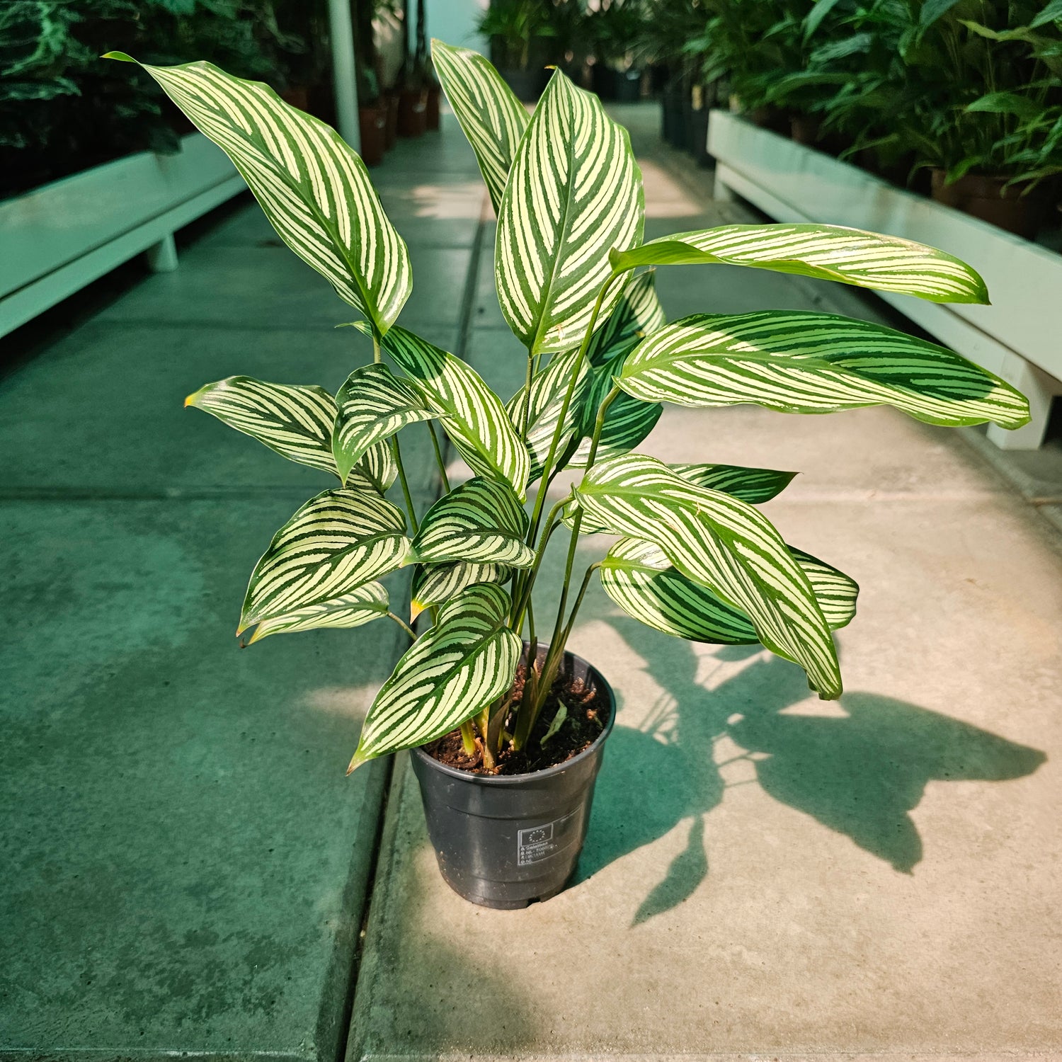 Calathea / Majestic / White Star