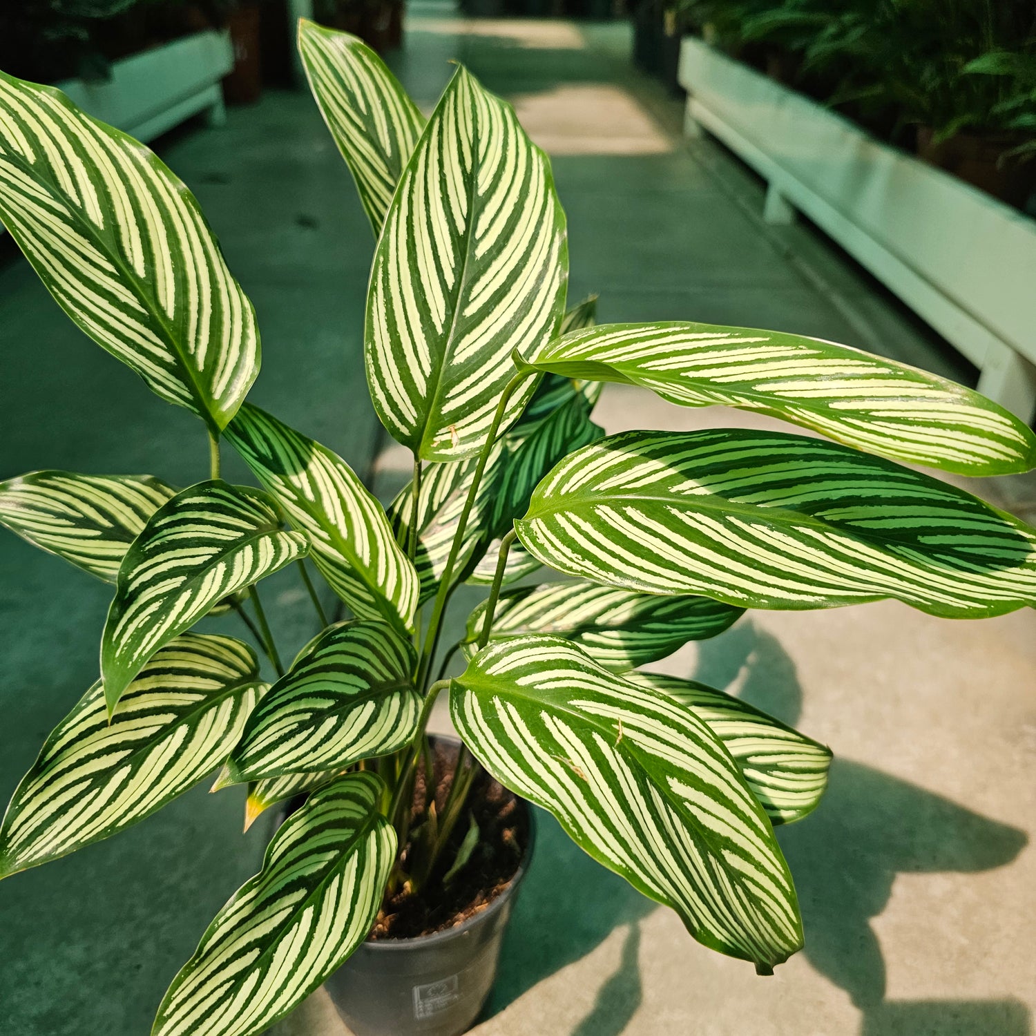 Calathea / Majestic / White Star