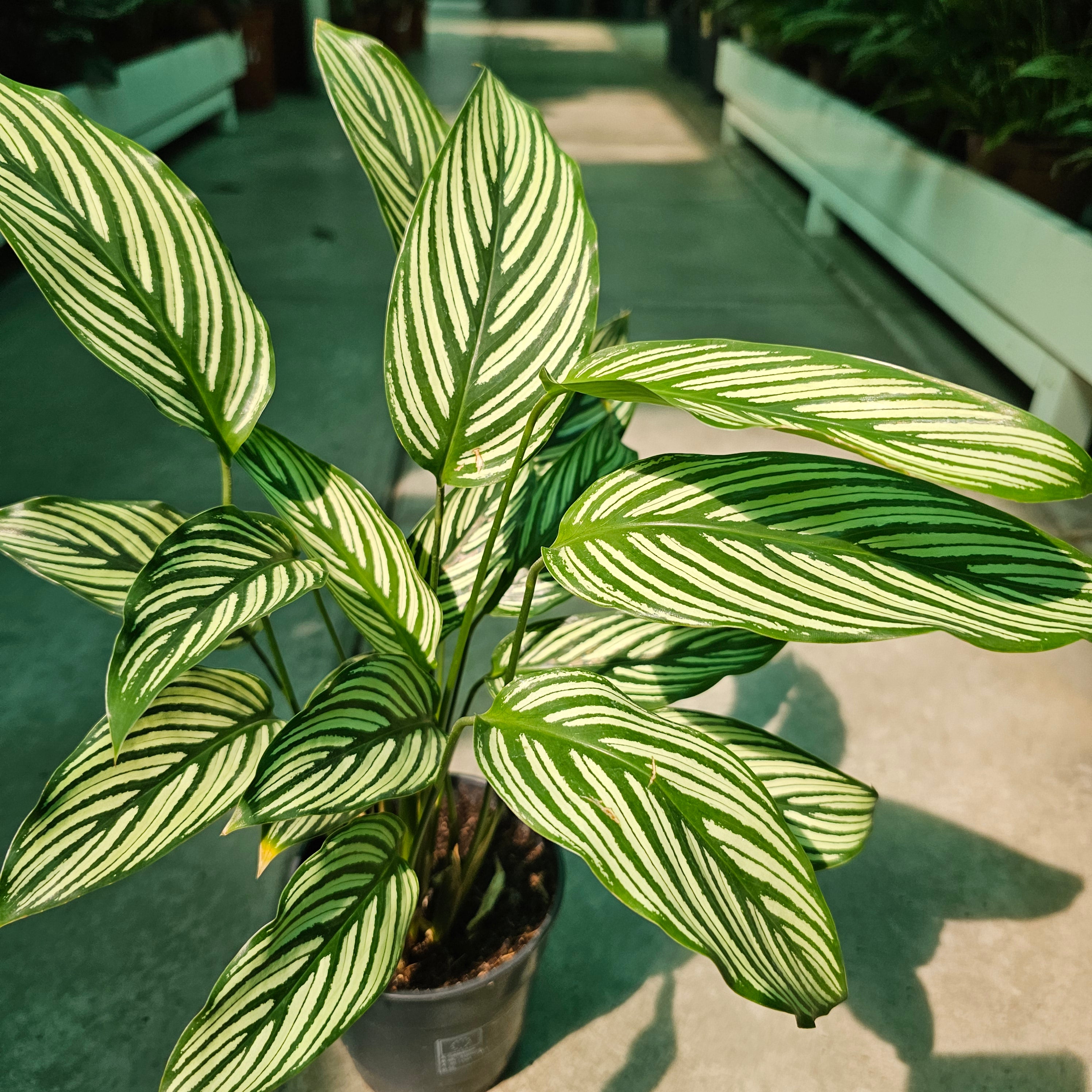 Calathea / Majestic / White Star