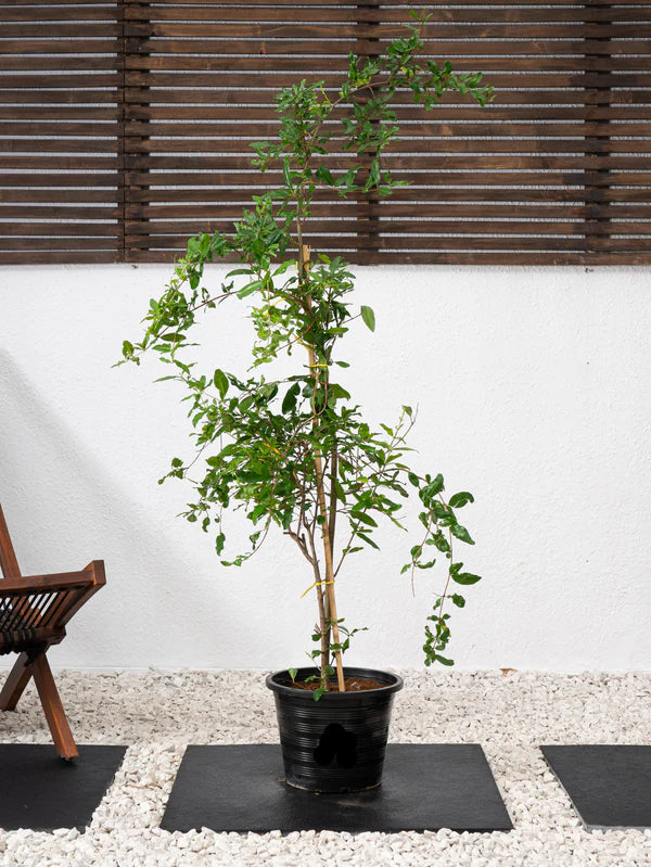 Pomegranate Tree (Punica granatum)