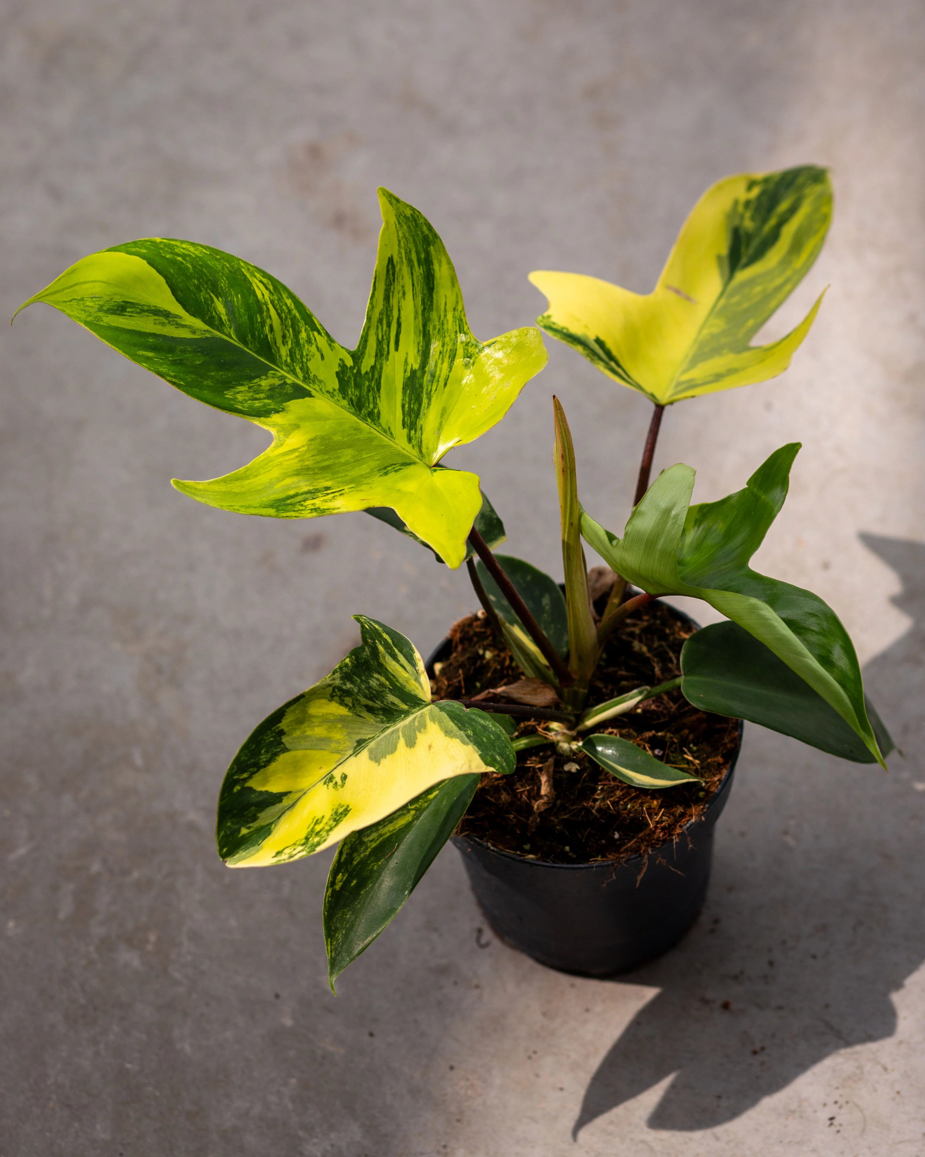 Philodendron Florida Beauty Variegated