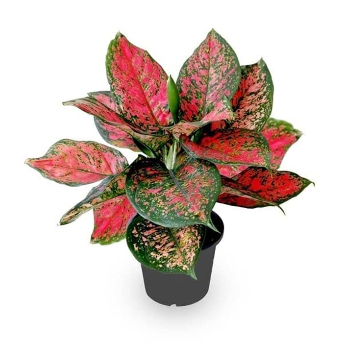 Aglaonema / Ruby