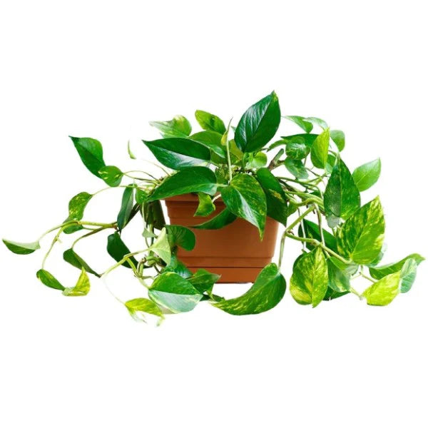Money Plant Hanging / Epipremnum Pinnatum / Golden Pothos