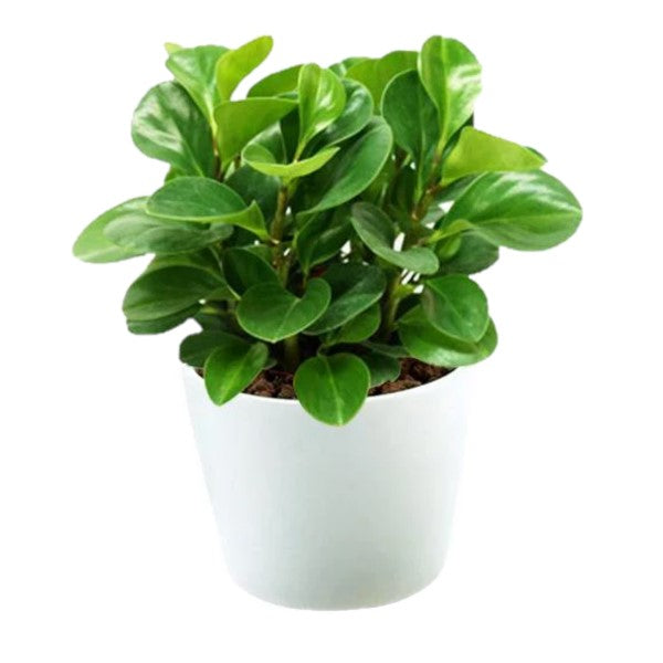 Peperomia Obtusifolia / Green Gold