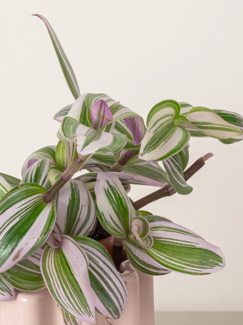 Tradescantia Zebrina / Wandering Jew