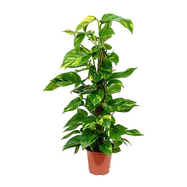 Money Plant / Epipremnum Pinnatum / Moss Stick /
