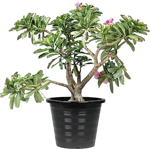 Desert Rose / Adenium / Sabi Star / / Impala Lily / Kudu / Mock Azalea