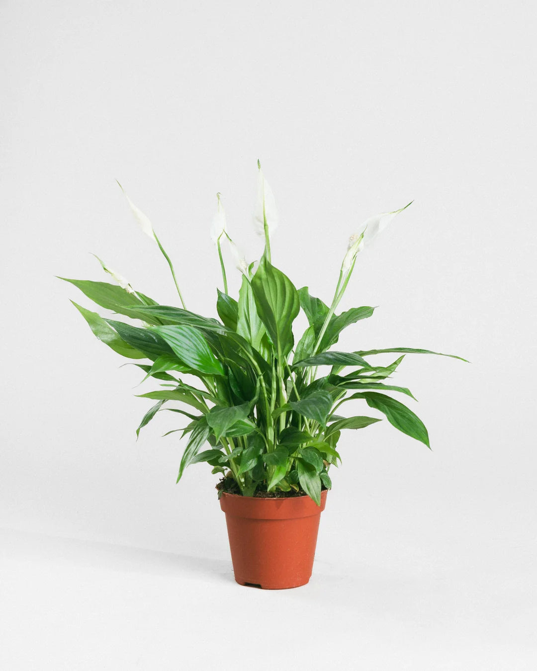 Peace Lily / Spathiphyllum